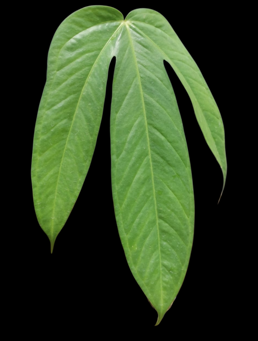 Anthurium sp. 'Pentalum' Wild Ecotype (EXACT PLANT)