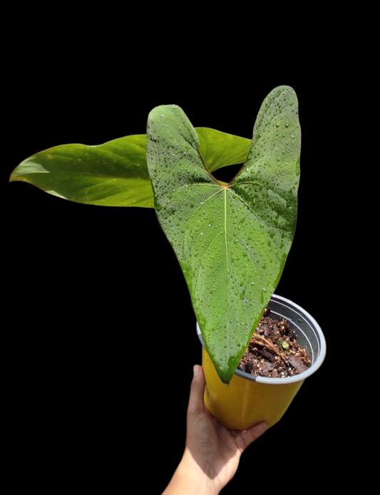 Anthurium sp. 'Huanuco Velvet' (EXACT PLANT)