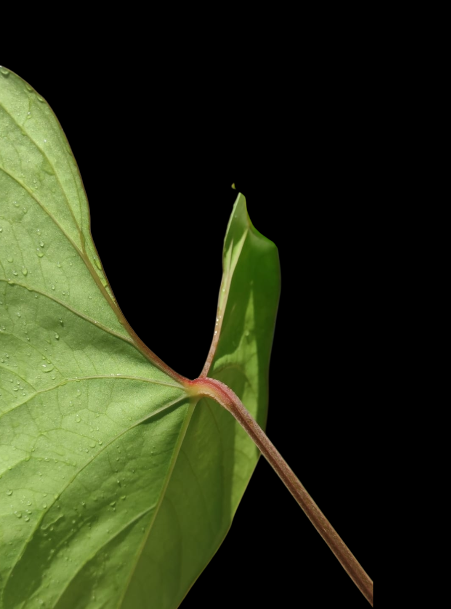 Anthurium sp. 'Huanuco Velvet' (EXACT PLANT)