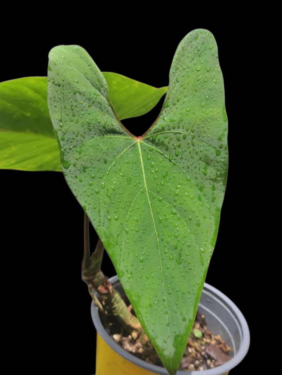 Anthurium sp. 'Huanuco Velvet' (EXACT PLANT)