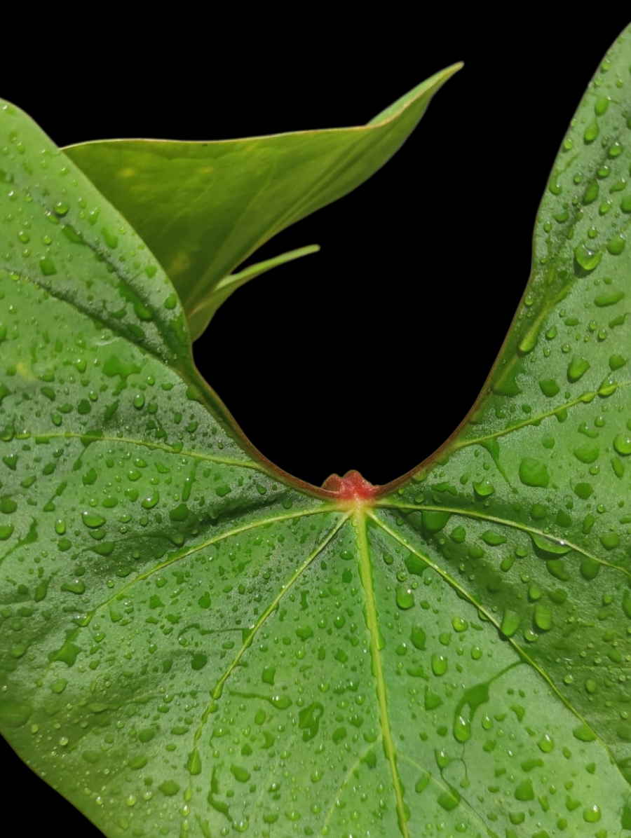 Anthurium sp. 'Huanuco Velvet' (EXACT PLANT)