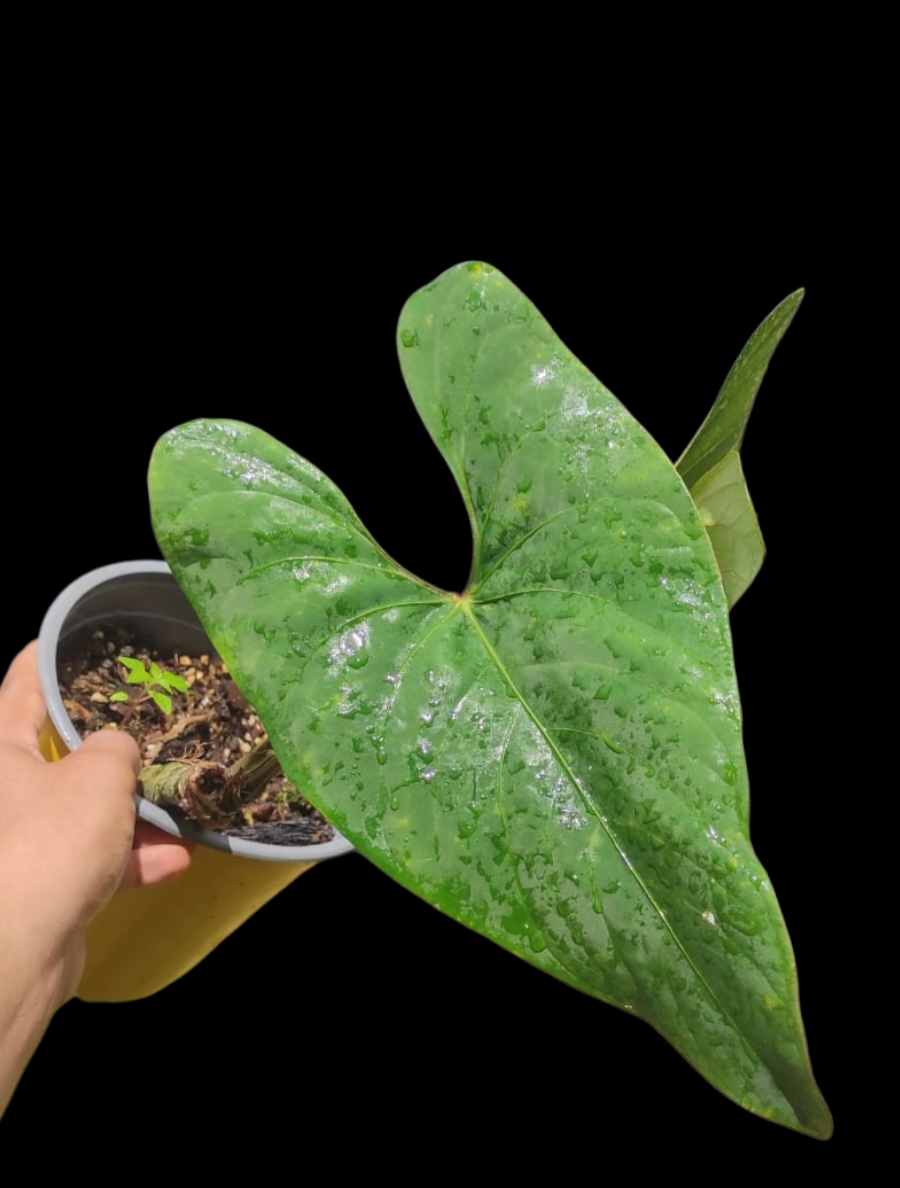 Anthurium sp. 'Huanuco Velvet' (EXACT PLANT)