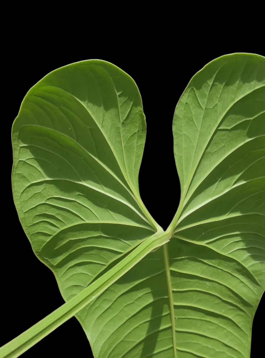 Anthurium sp. "Dragon´s Flame" BIG PLANT(EXACT PLANT)