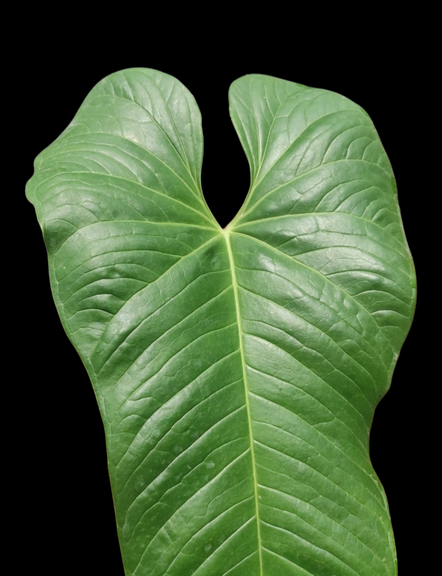 Anthurium sp. "Dragon´s Flame" BIG PLANT(EXACT PLANT)