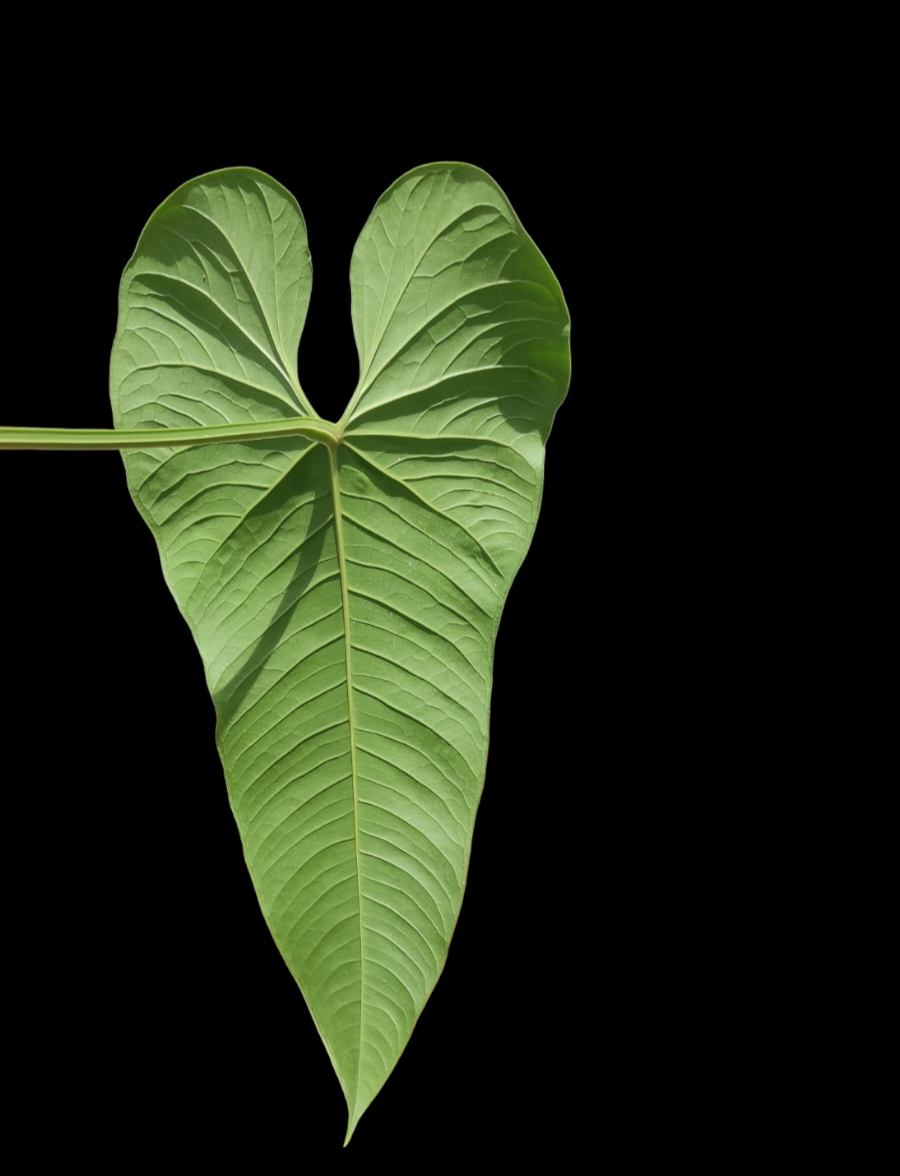 Anthurium sp. "Dragon´s Flame" BIG PLANT(EXACT PLANT)