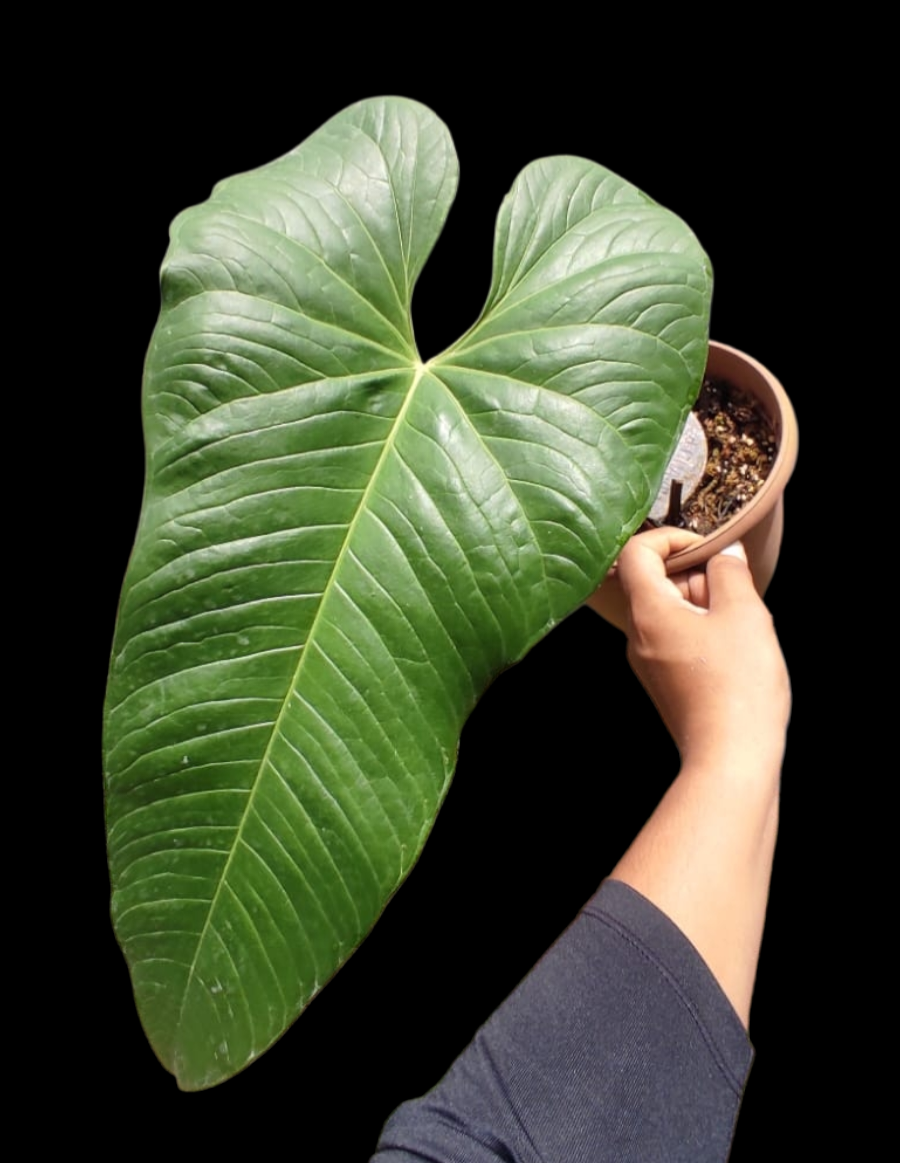 Anthurium sp. "Dragon´s Flame" BIG PLANT(EXACT PLANT)