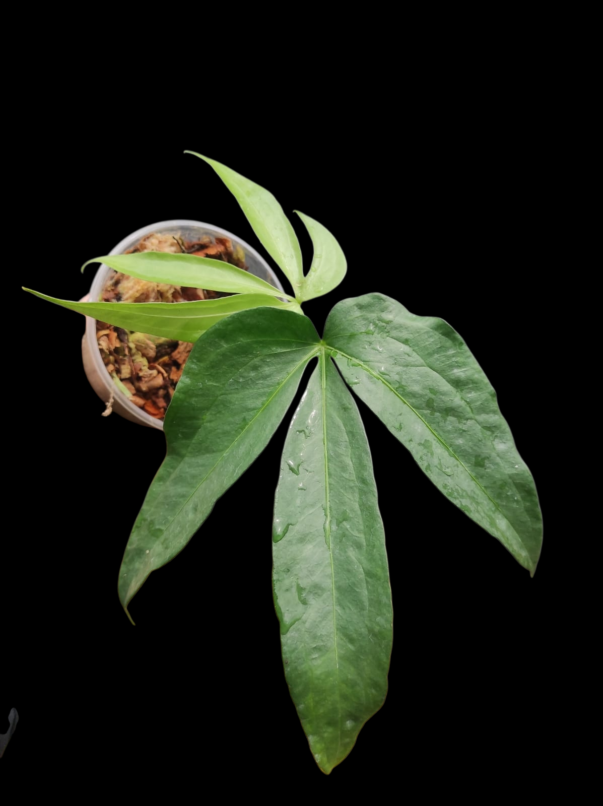 Anthurium sp. 'Emerald Lance' with 2 Leaves (EXACT PLANT)