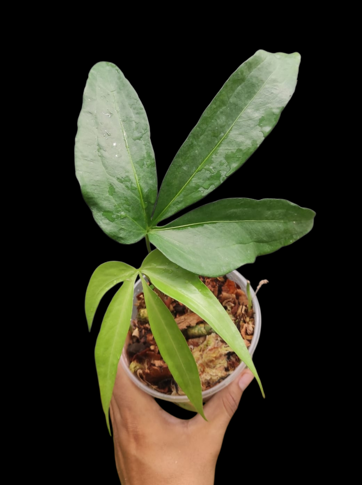 Anthurium sp. 'Emerald Lance' with 2 Leaves (EXACT PLANT)