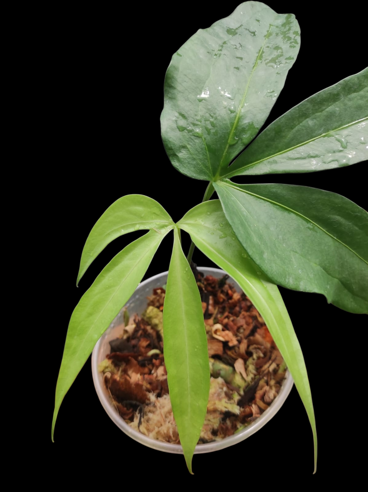 Anthurium sp. 'Emerald Lance' with 2 Leaves (EXACT PLANT)