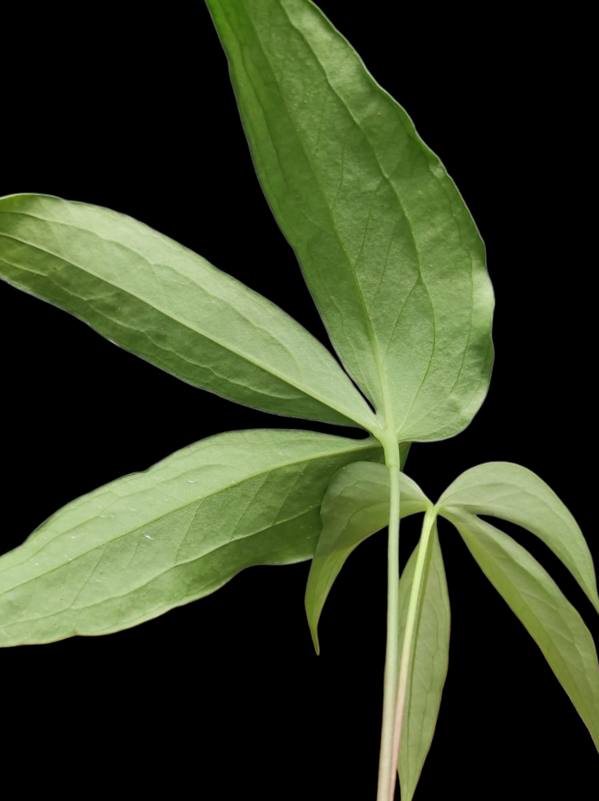 Anthurium sp. 'Emerald Lance' with 2 Leaves (EXACT PLANT)