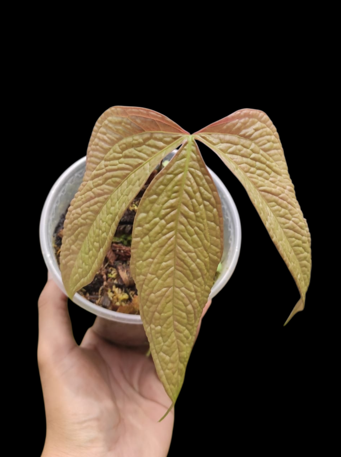 Anthurium sp. "Crocodile Hands" (EXACT PLANT)