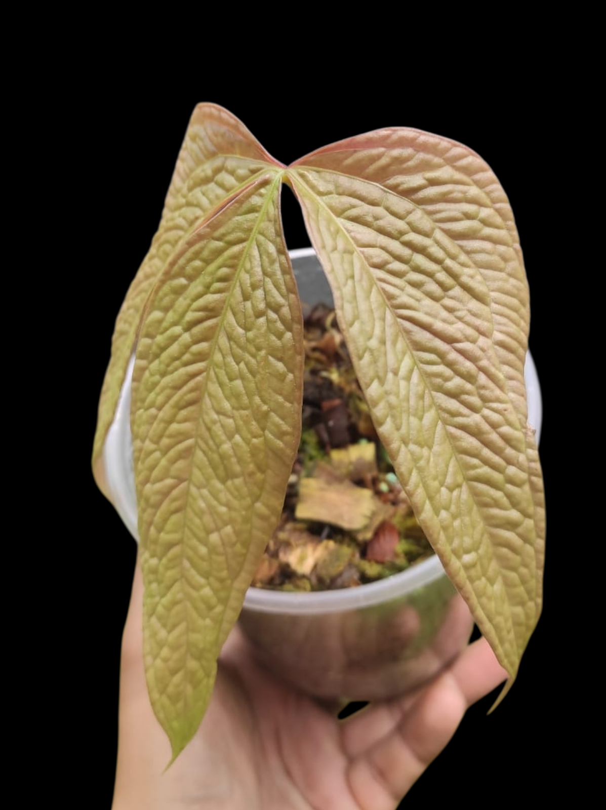 Anthurium sp. "Crocodile Hands" (EXACT PLANT)