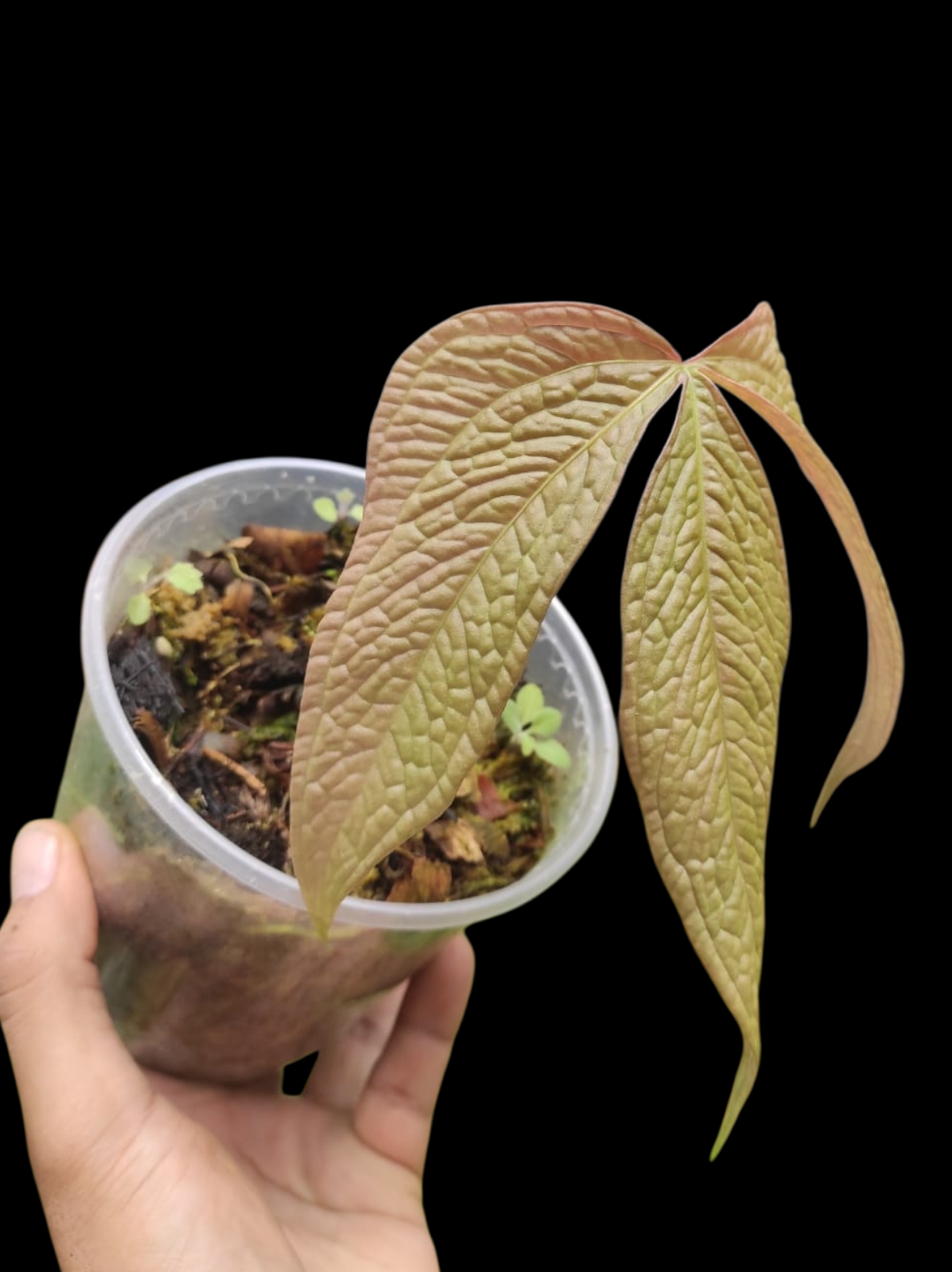 Anthurium sp. "Crocodile Hands" (EXACT PLANT)