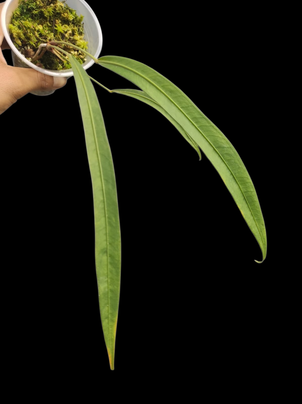 Anthurium Frederichtelii (EXACT PLANT)