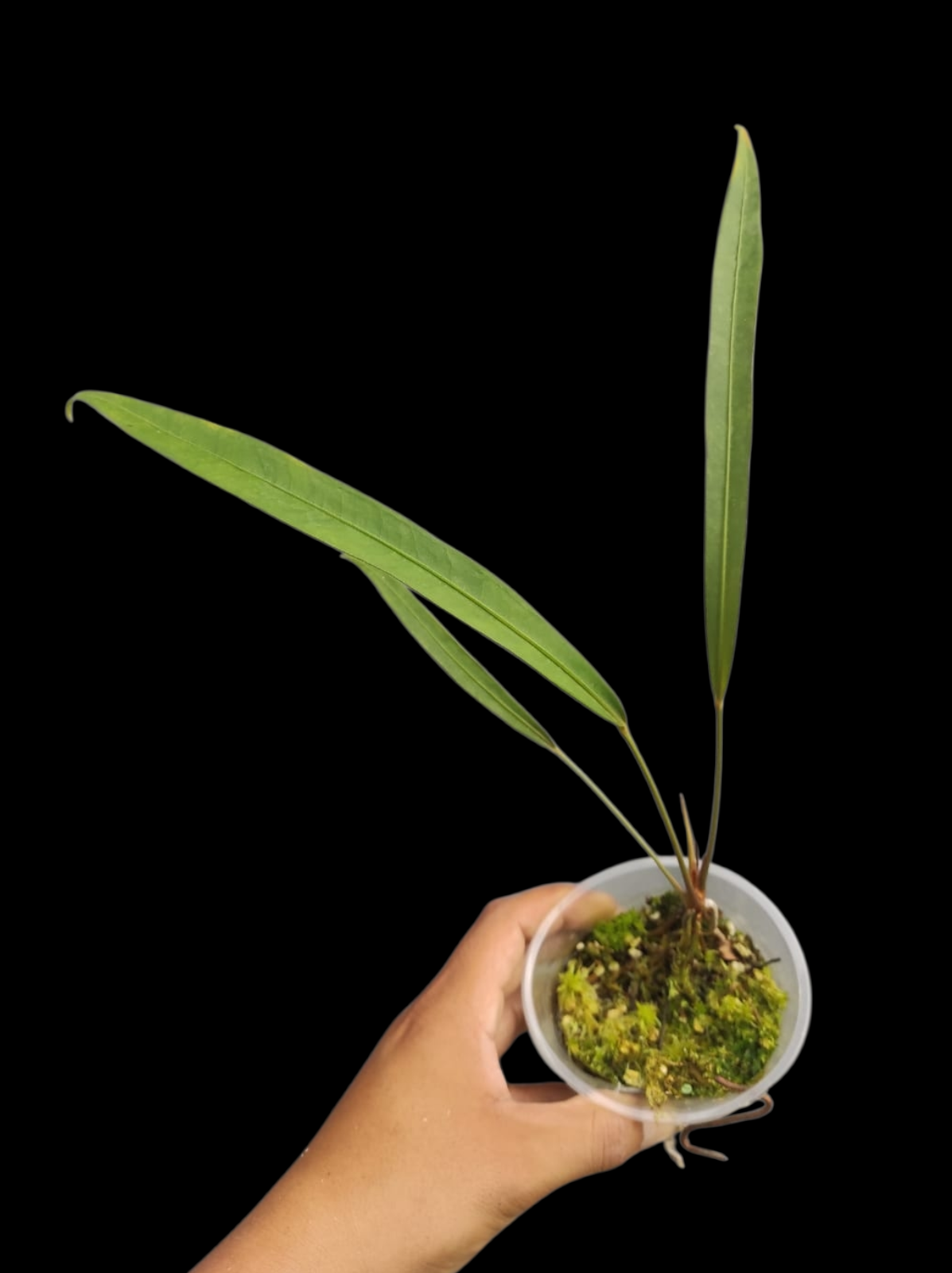 Anthurium Frederichtelii (EXACT PLANT)