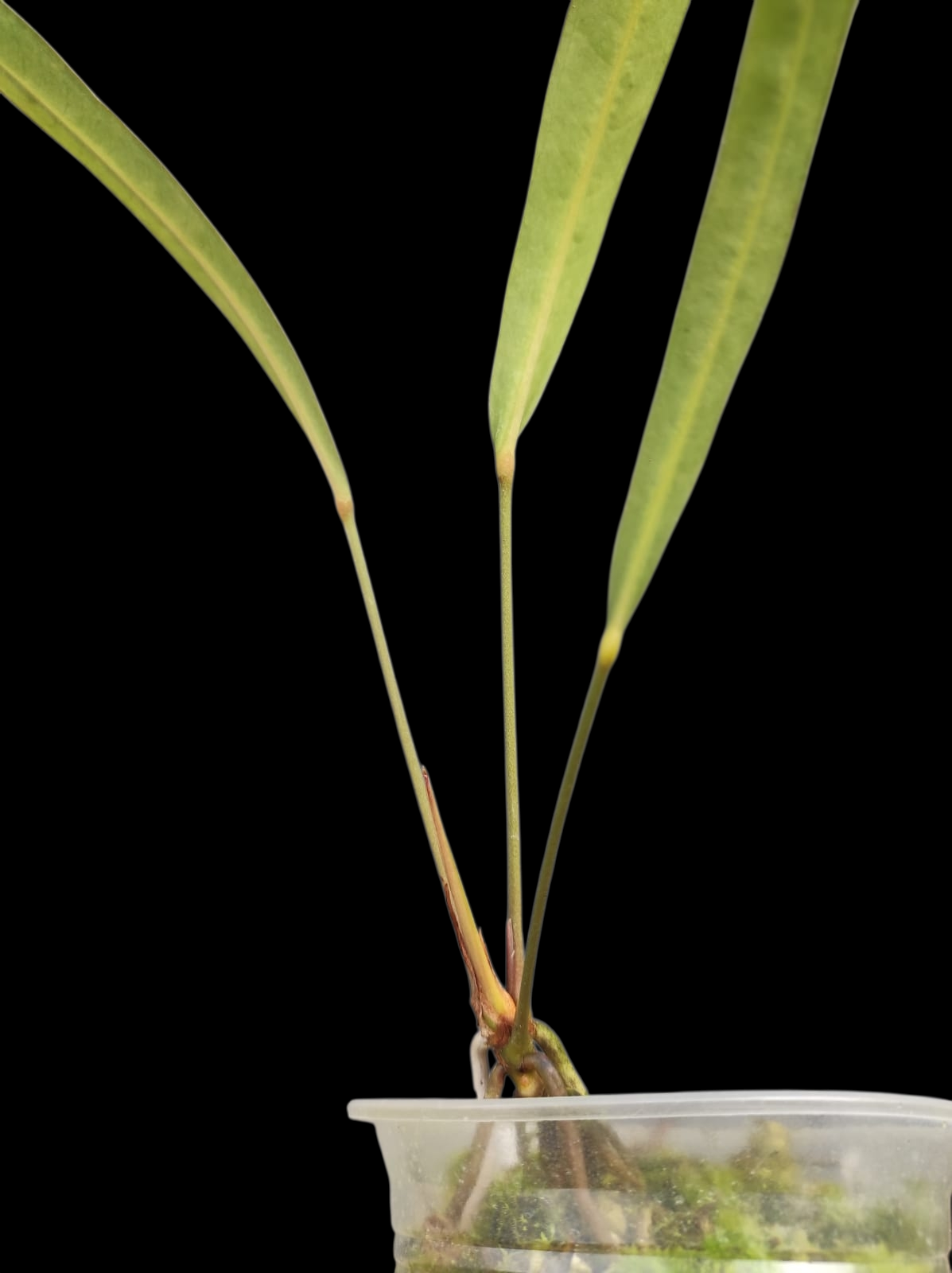 Anthurium Frederichtelii (EXACT PLANT)