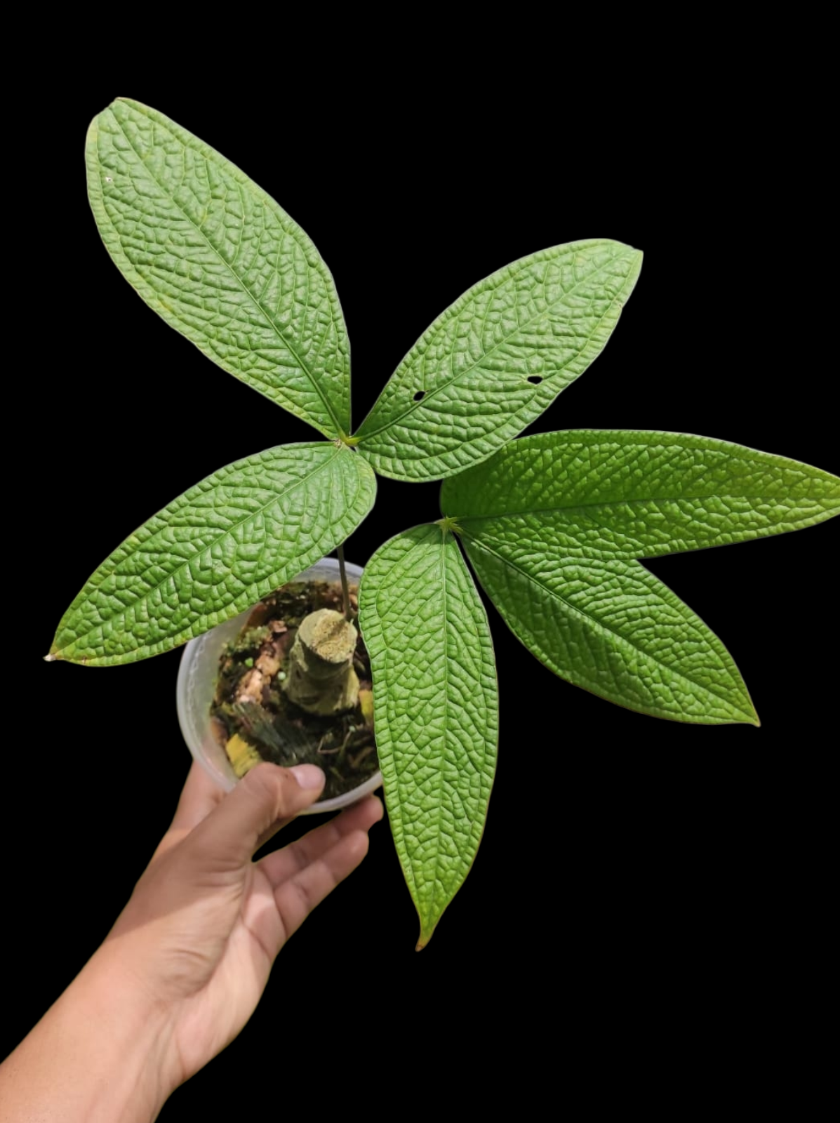 Anthurium sp. 'Weed of the Andes' with 2 Leaves (ACTUAL PLANT)