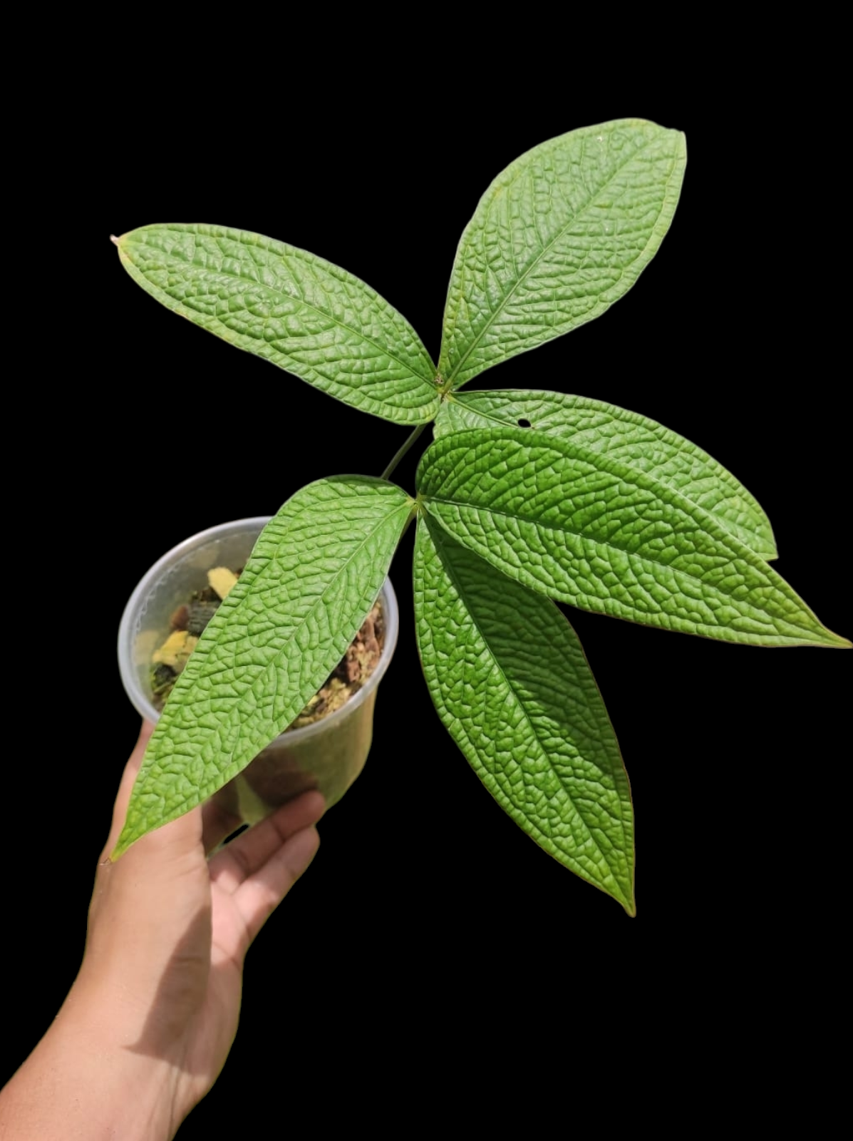 Anthurium sp. 'Weed of the Andes' with 2 Leaves (ACTUAL PLANT)