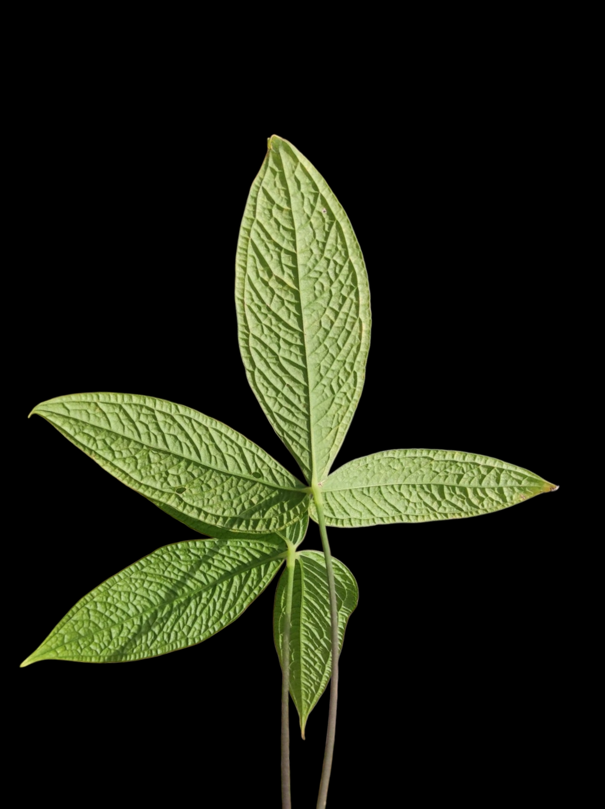 Anthurium sp. 'Weed of the Andes' with 2 Leaves (ACTUAL PLANT)
