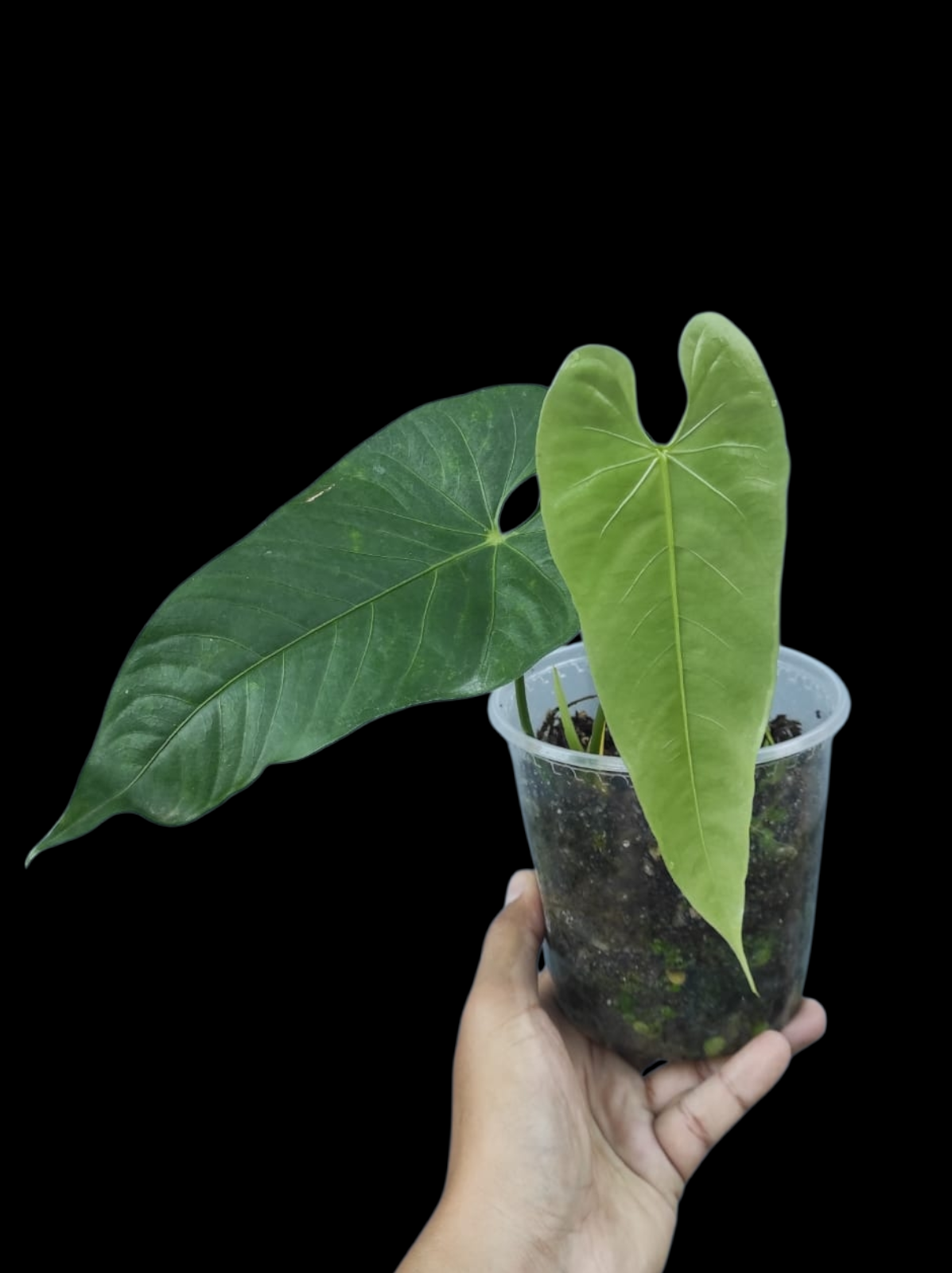 Anthurium sp. 'Verdesino' Wild Ecotype (EXACT PLANT)