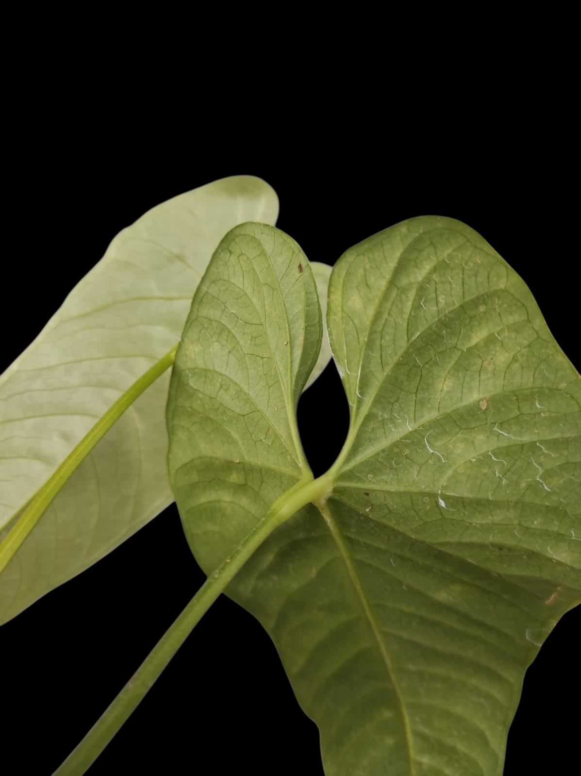 Anthurium sp. 'Verdesino' Wild Ecotype (EXACT PLANT)