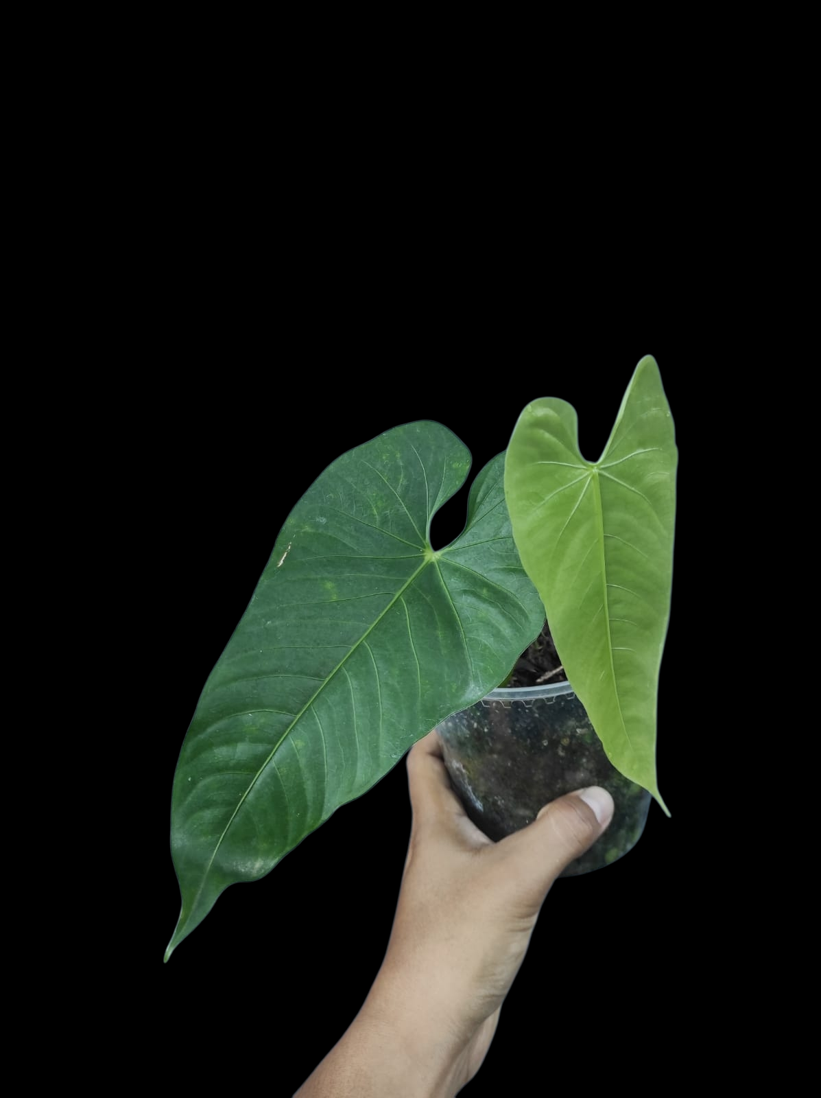 Anthurium sp. 'Verdesino' Wild Ecotype (EXACT PLANT)