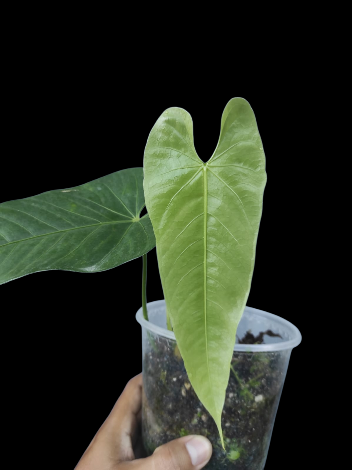 Anthurium sp. 'Verdesino' Wild Ecotype (EXACT PLANT)
