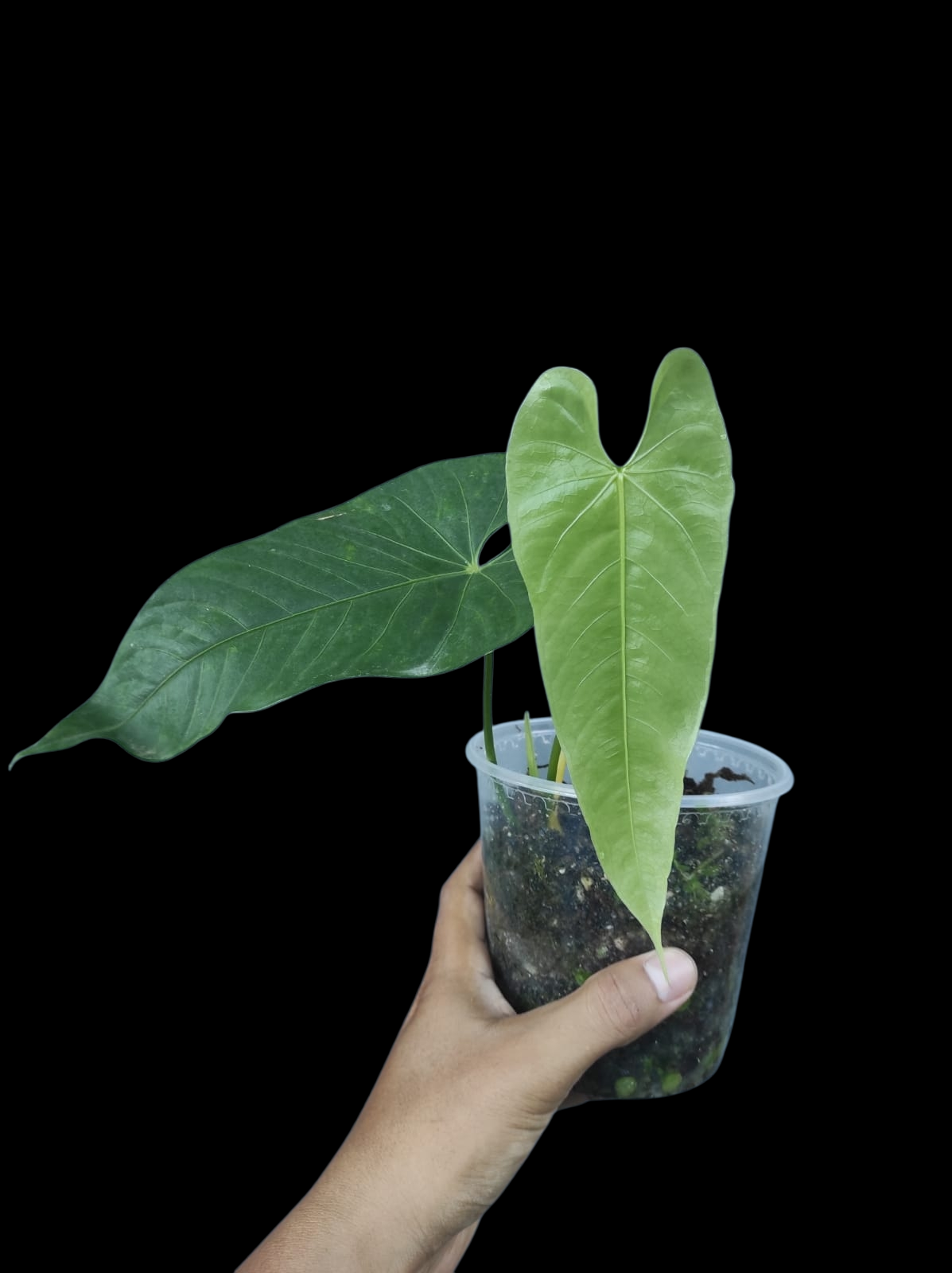 Anthurium sp. 'Verdesino' Wild Ecotype (EXACT PLANT)