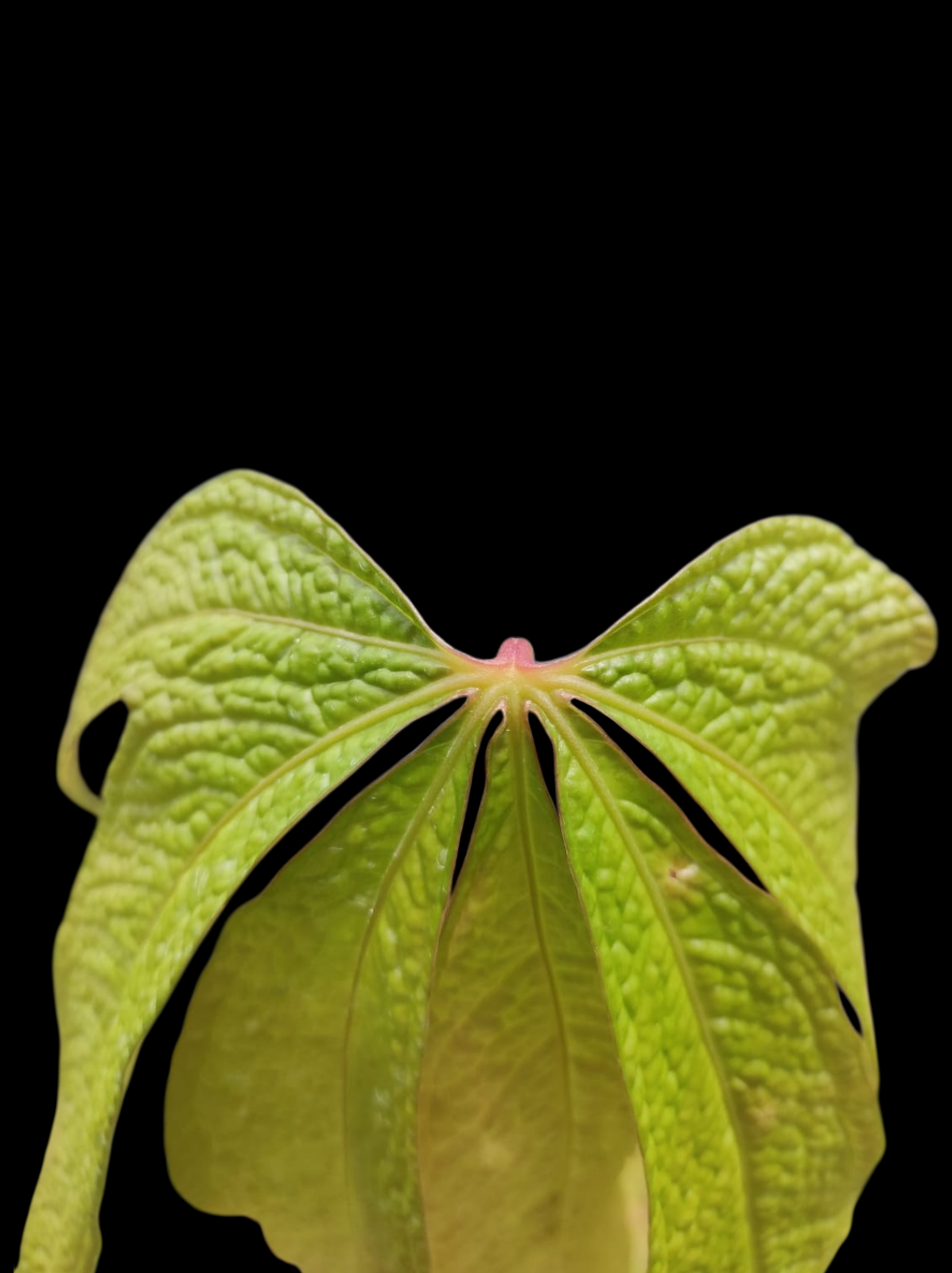 Anthurium sp. "Crocodile Hands" (EXACT PLANT)