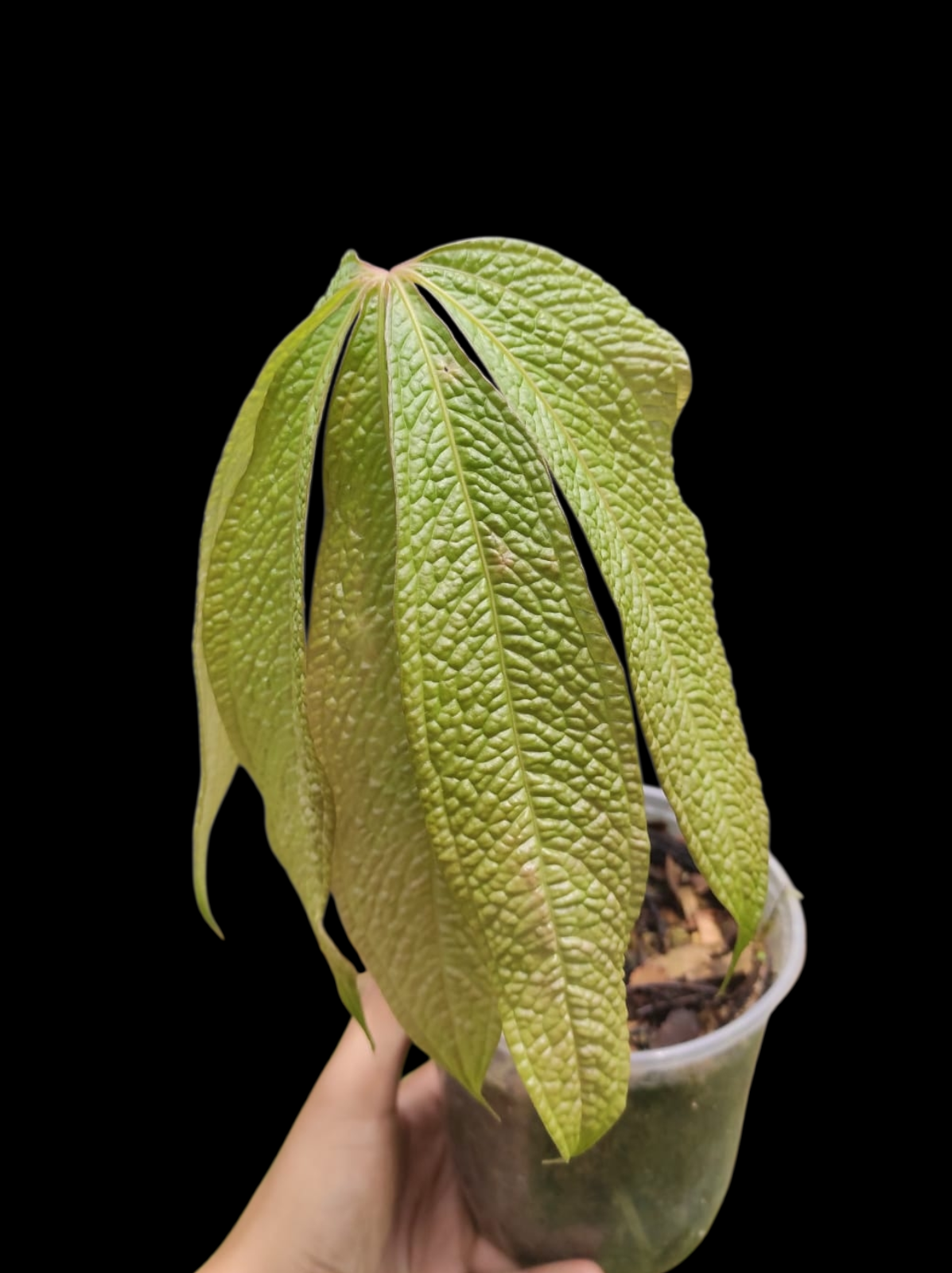 Anthurium sp. "Crocodile Hands" (EXACT PLANT)