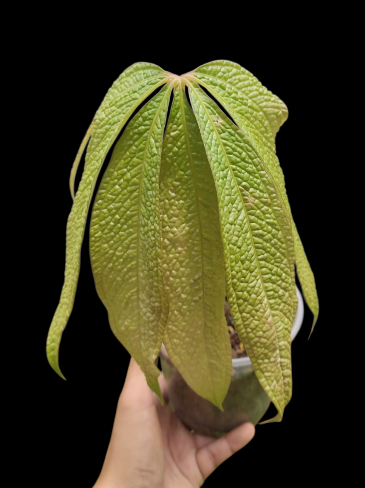 Anthurium sp. "Crocodile Hands" (EXACT PLANT)