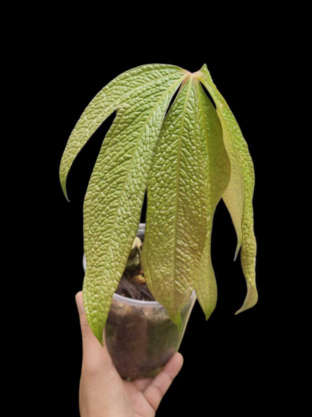 Anthurium sp. "Crocodile Hands" (EXACT PLANT)