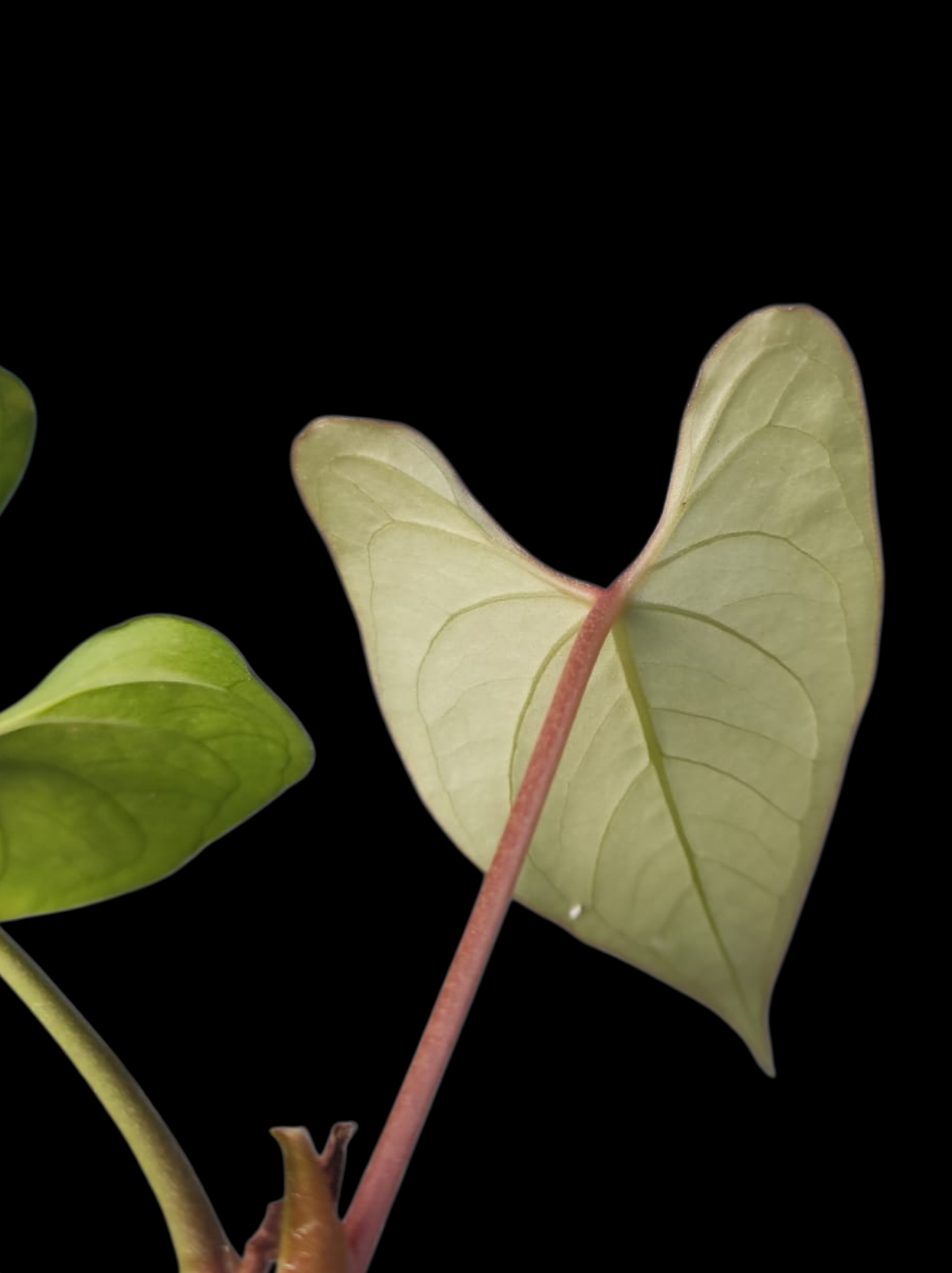 Anthurium sp. 'El Dorado' Red Petiole phenotype (EXACT PLANT)