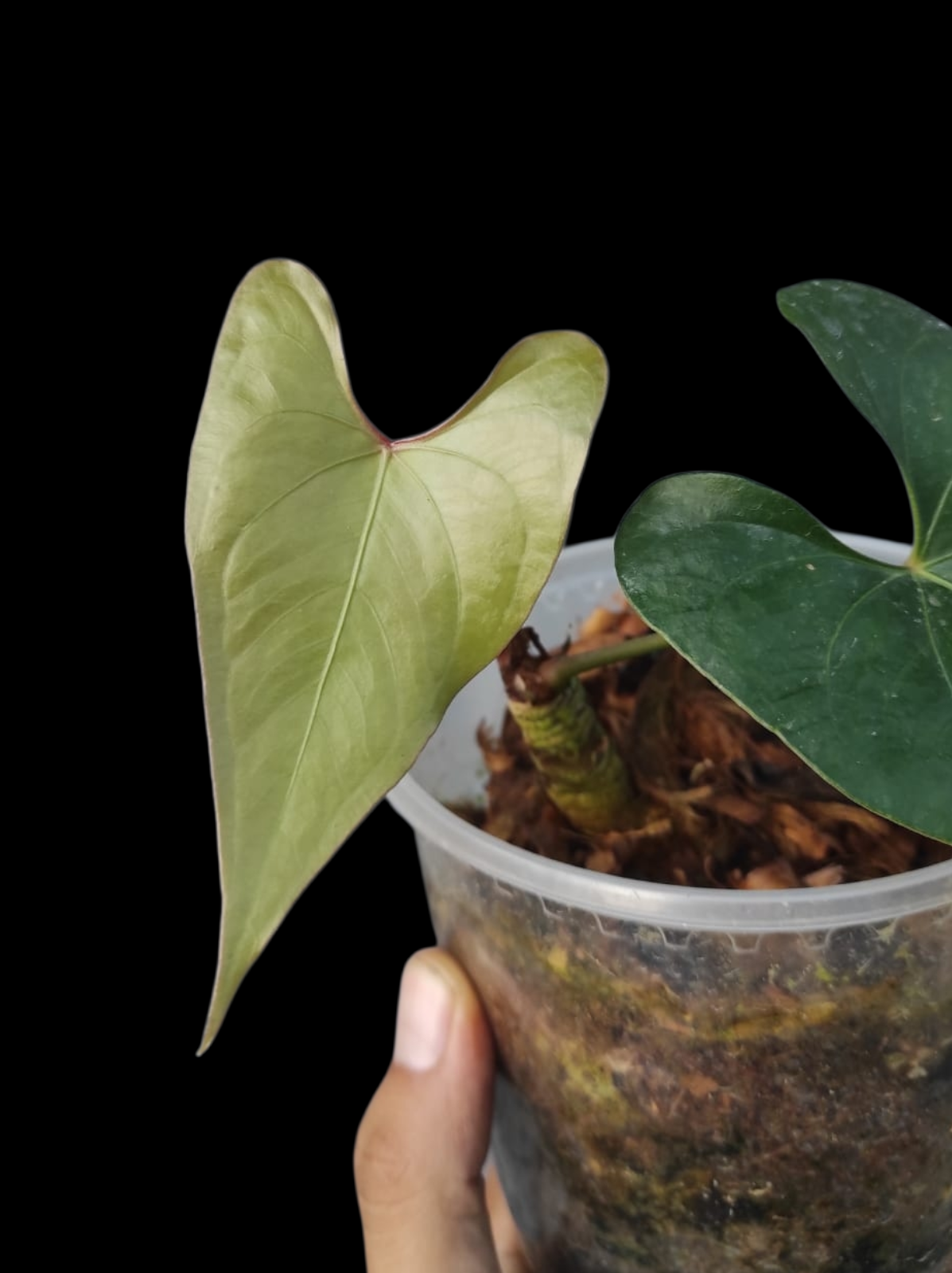 Anthurium sp. 'El Dorado' Red Petiole phenotype (EXACT PLANT)