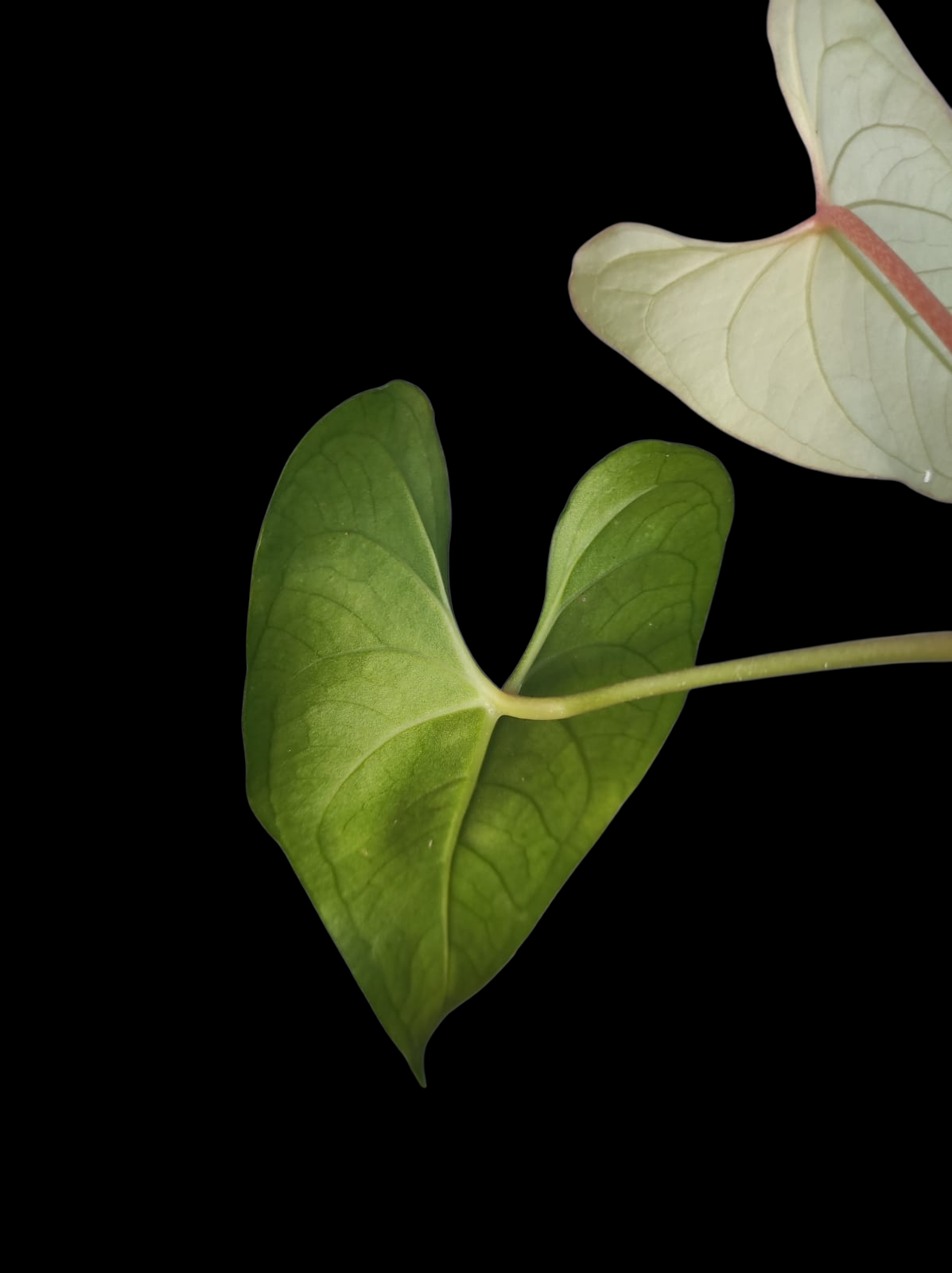 Anthurium sp. 'El Dorado' Red Petiole phenotype (EXACT PLANT)