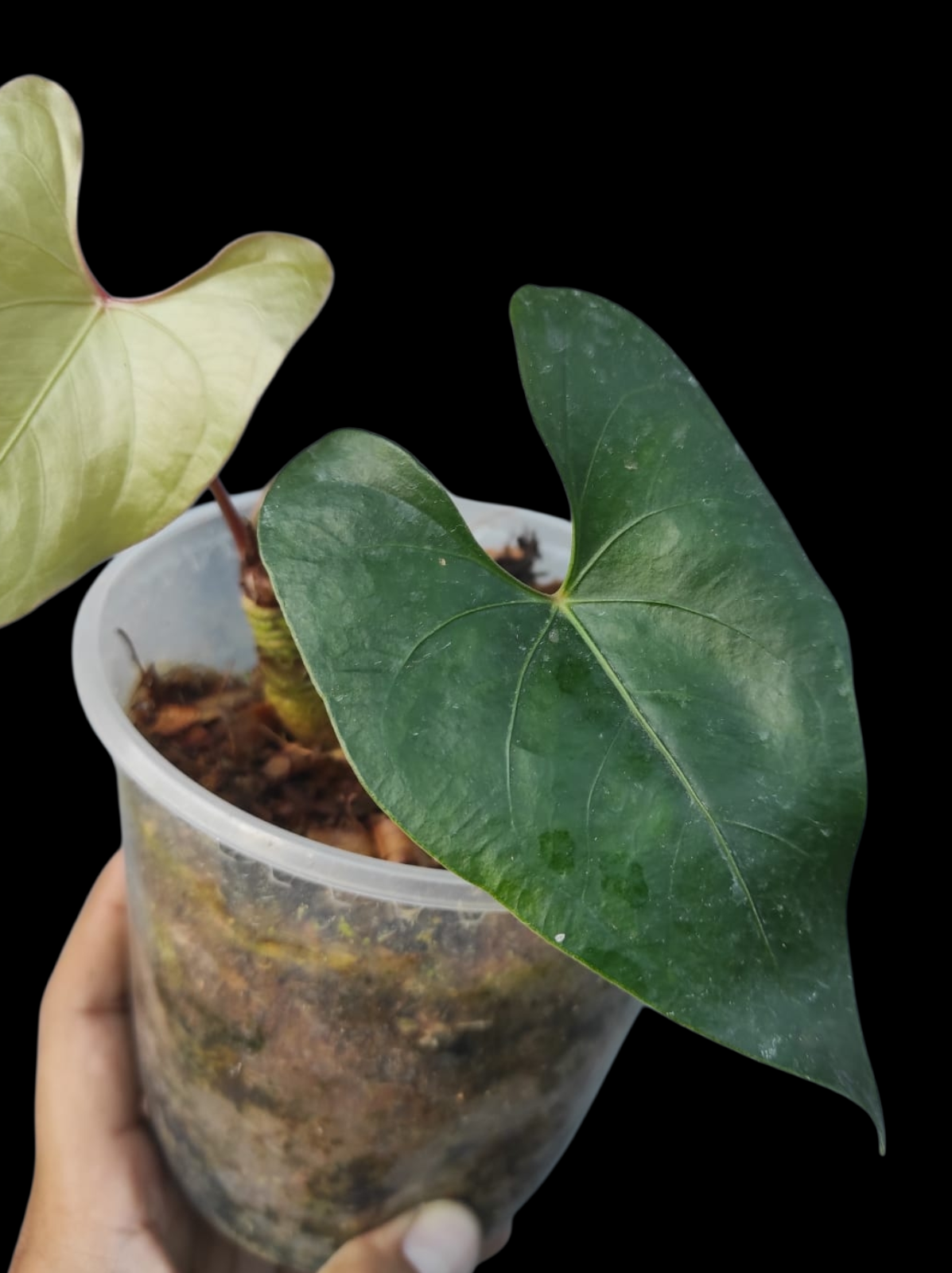 Anthurium sp. 'El Dorado' Red Petiole phenotype (EXACT PLANT)