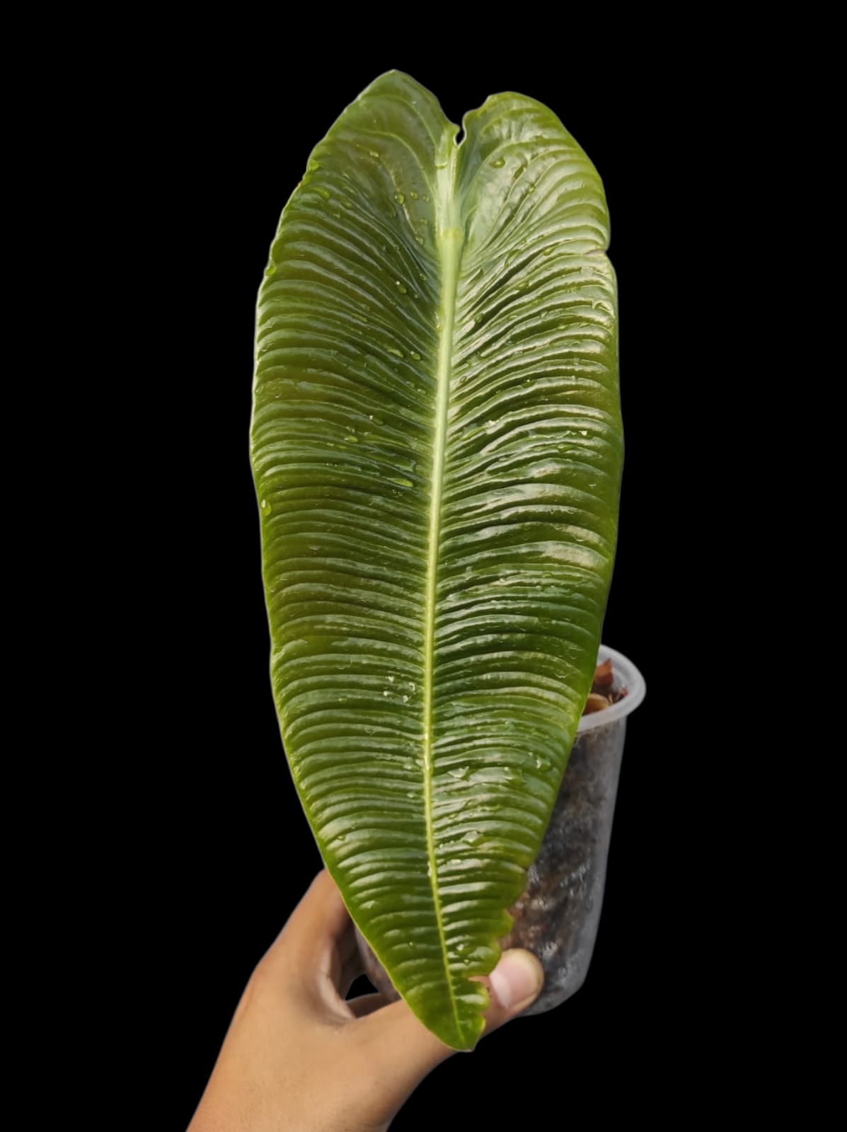 anthurium veitchii for sale Anthurium veitchii narrow form #2125