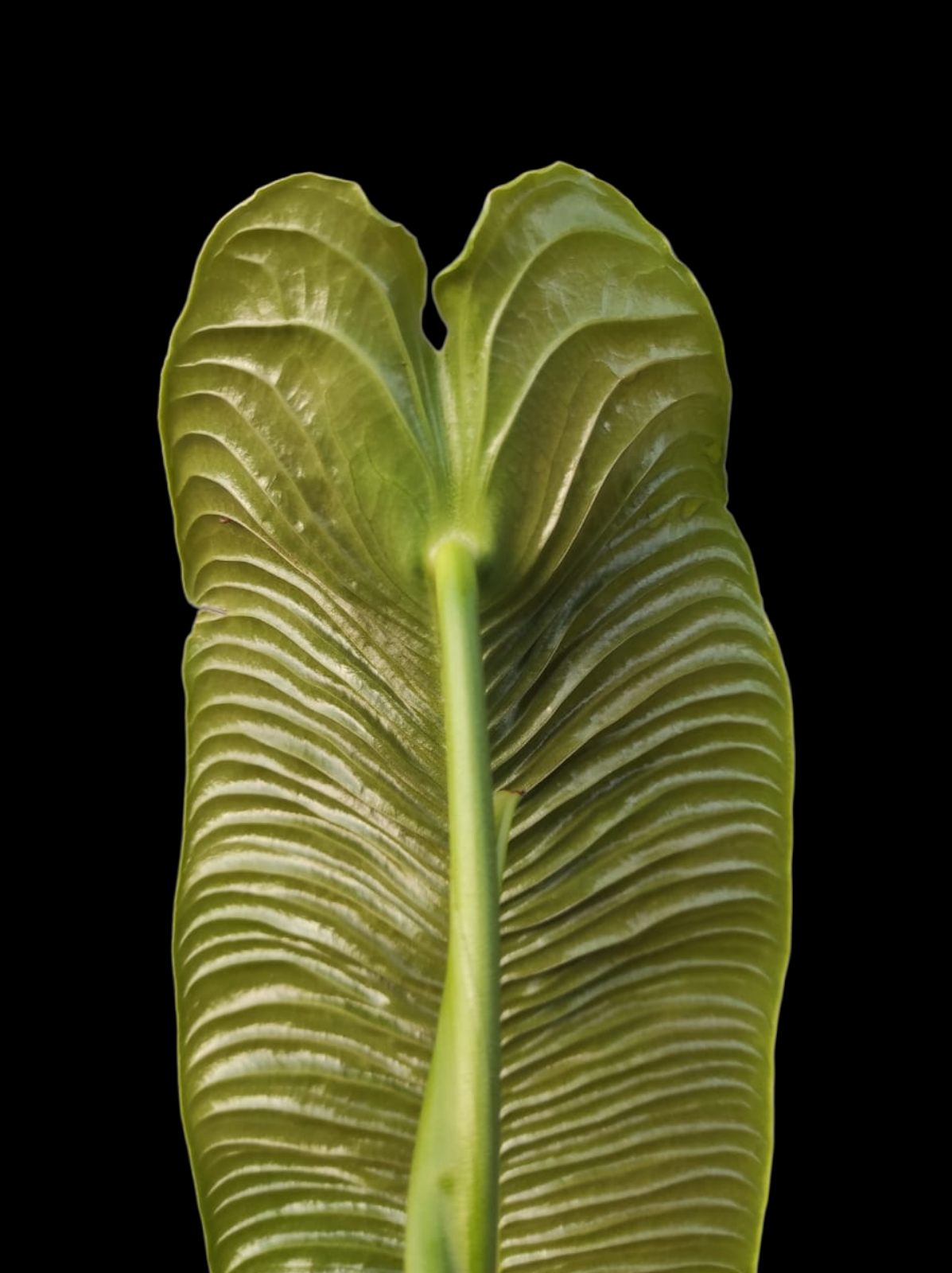 Anthurium Veitchii Narrow Form (EXACT PLANT)