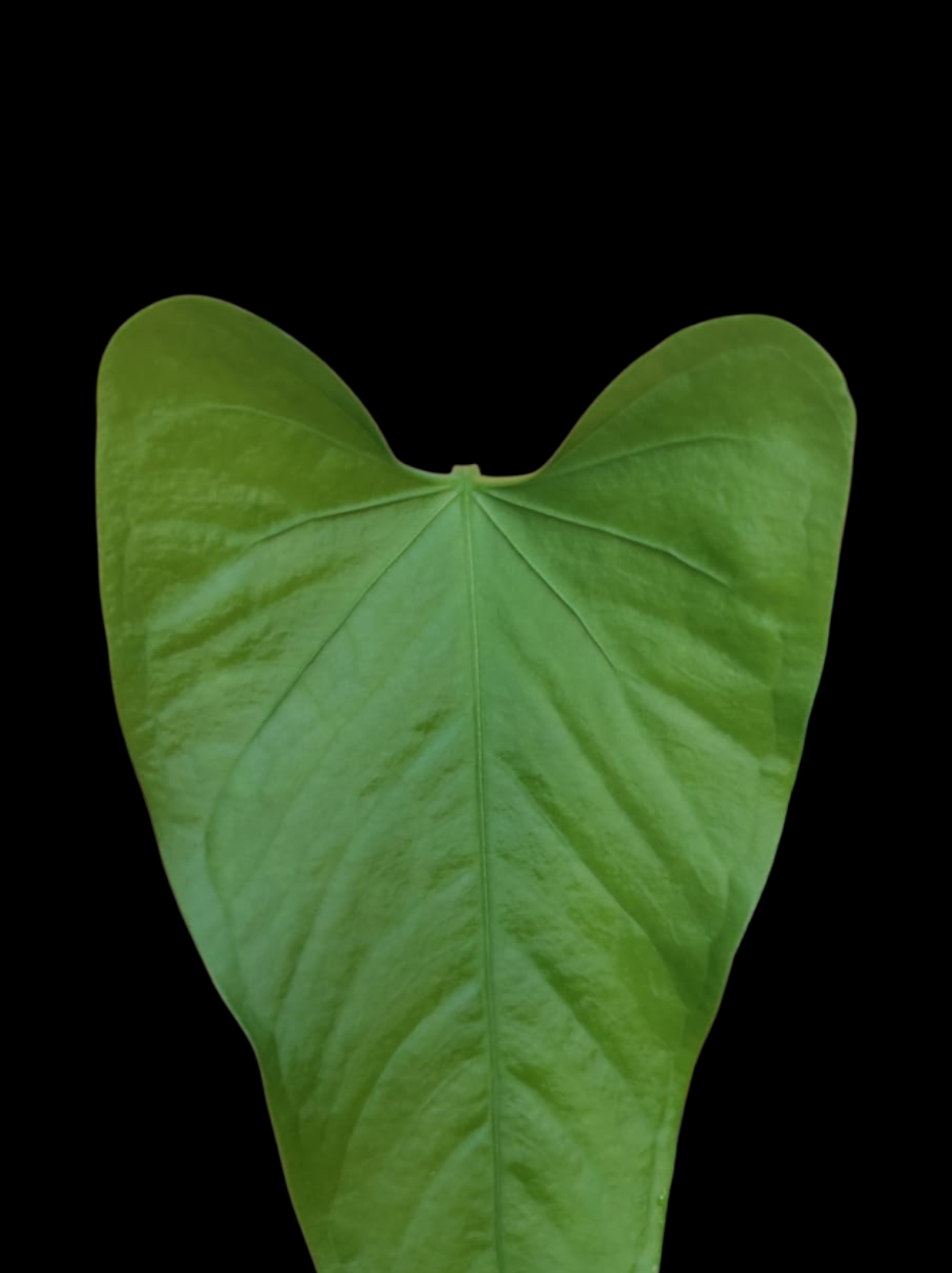 Anthurium sp. 'Cachiyacu' Small PLant with 2 Leaves (EXACT PLANT)