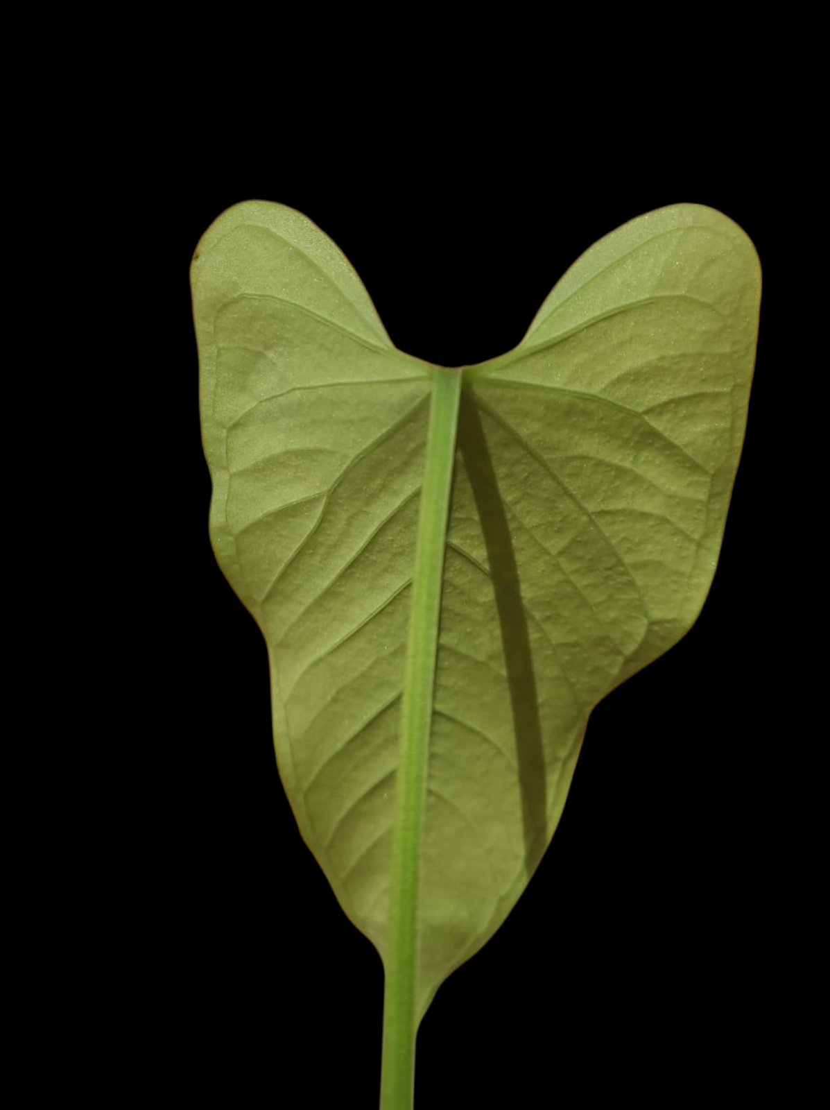 Anthurium sp. 'Cachiyacu' Small PLant with 2 Leaves (EXACT PLANT)