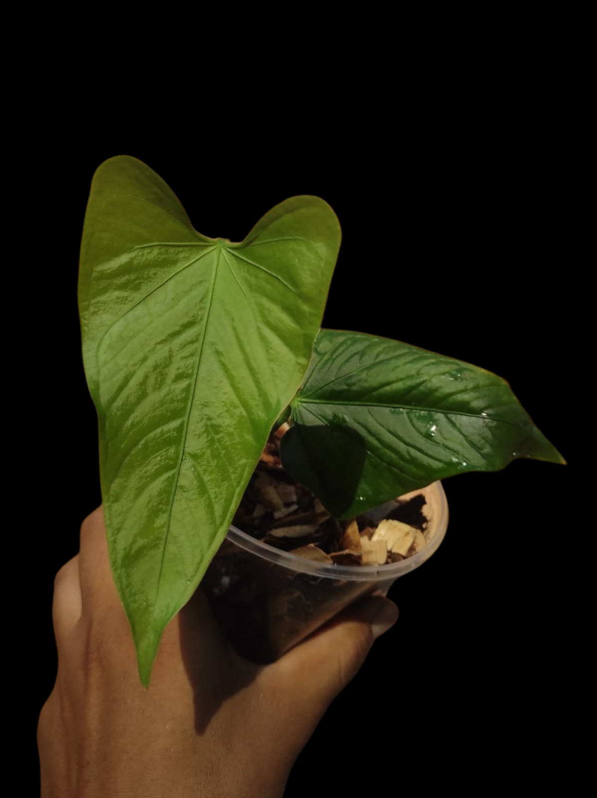 Anthurium sp. 'Cachiyacu' Small PLant with 2 Leaves (EXACT PLANT)