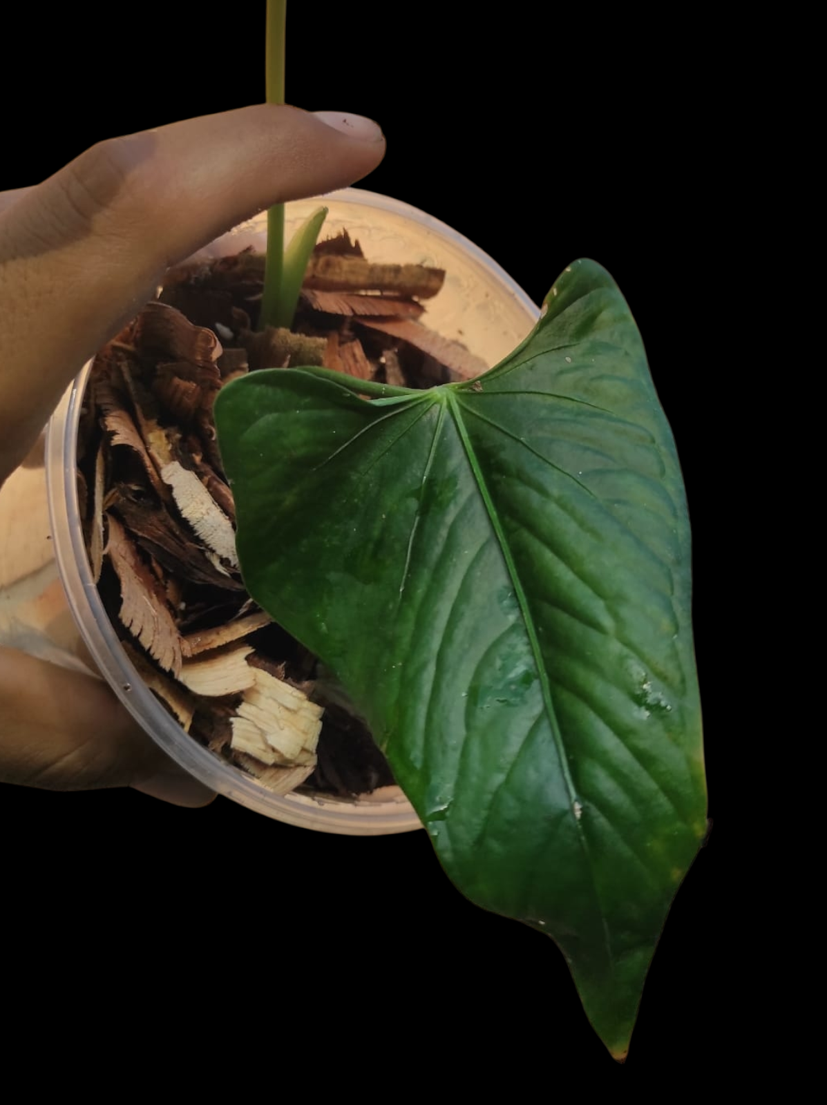 Anthurium sp. 'Cachiyacu' Small PLant with 2 Leaves (EXACT PLANT)
