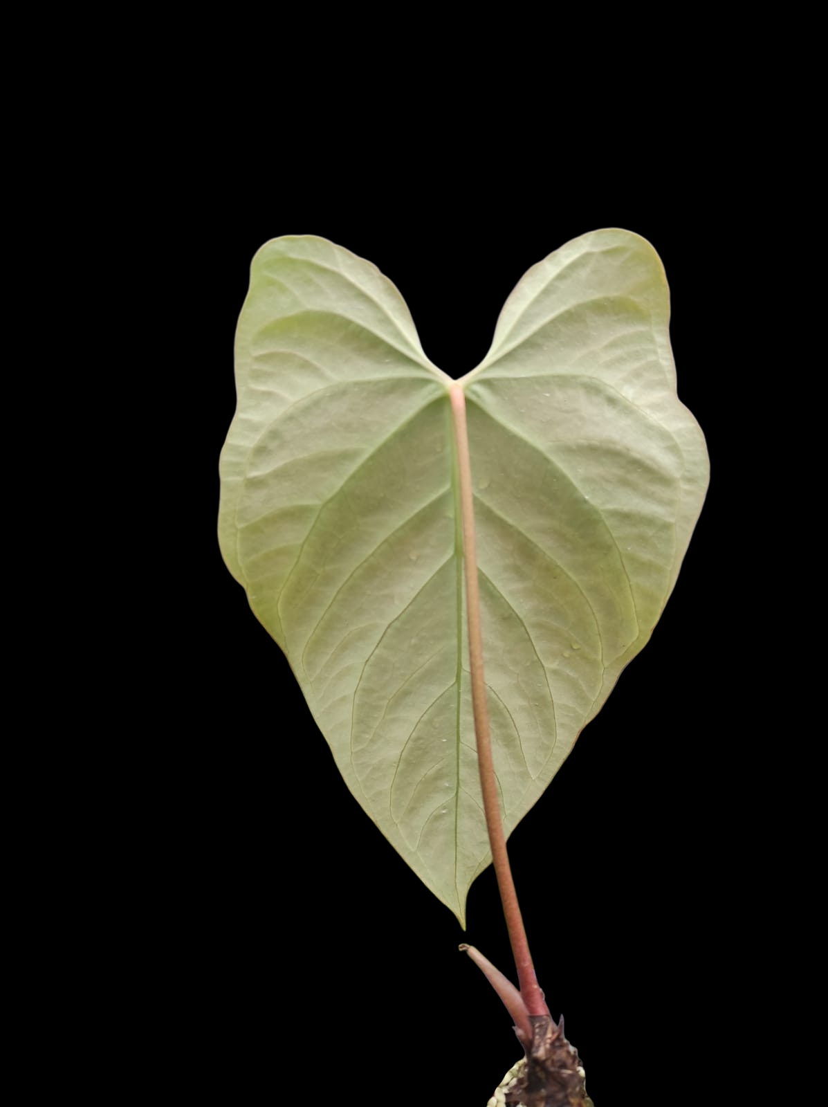Anthurium sp. "Tarapoto Green Velvet" Wild ecotype (EXACT PLANT)