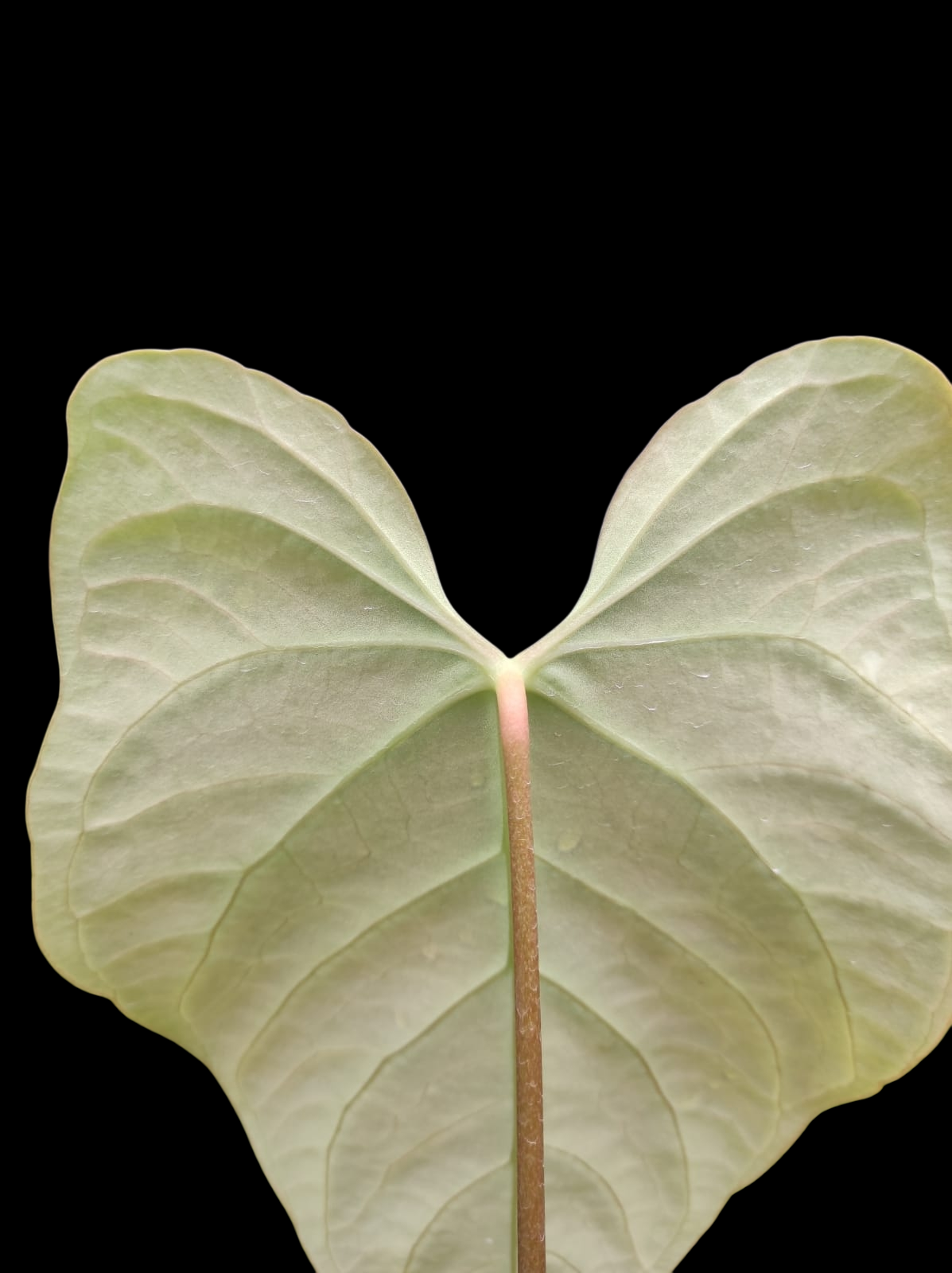 Anthurium sp. "Tarapoto Green Velvet" Wild ecotype (EXACT PLANT)