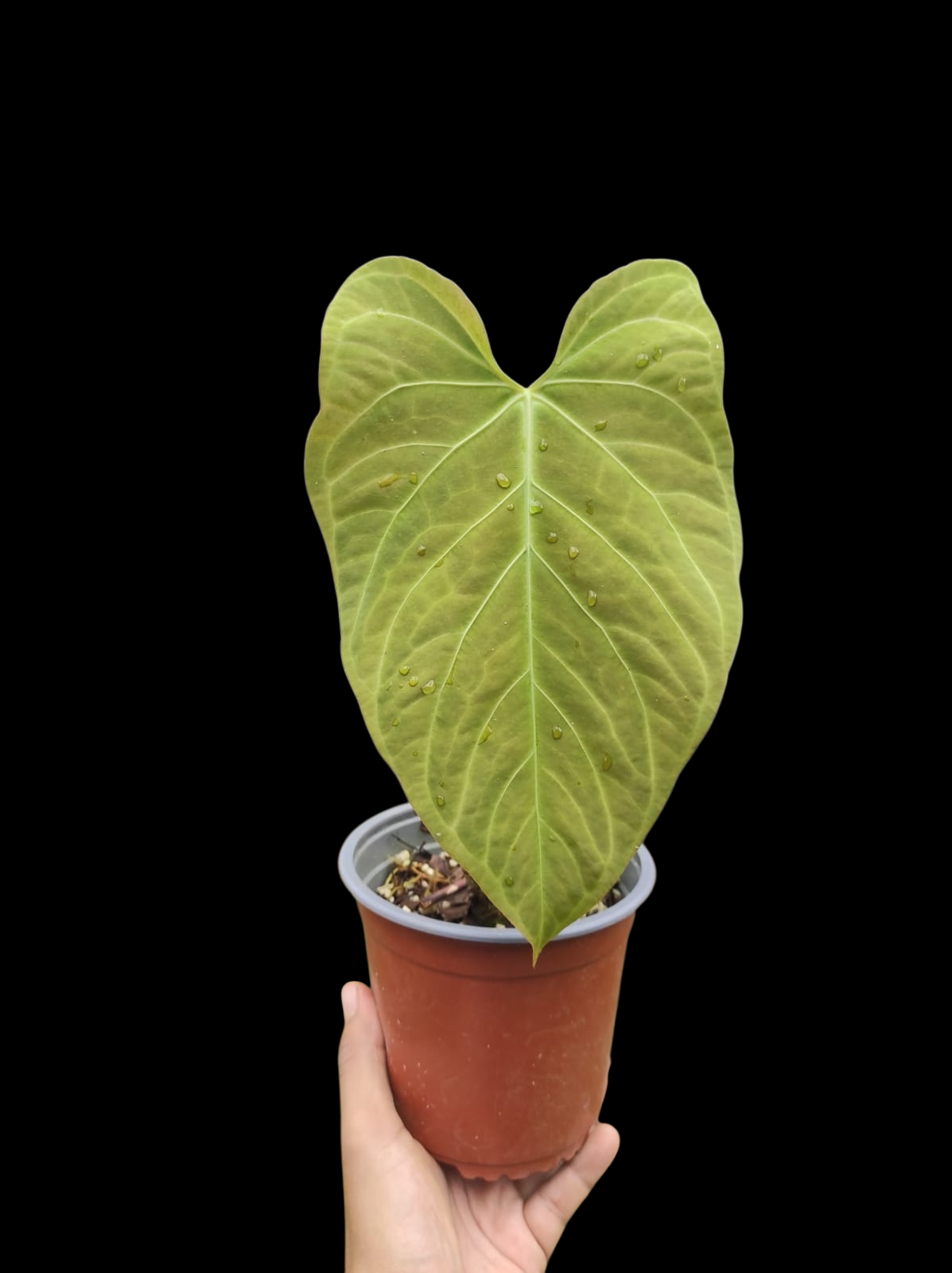 Anthurium sp. "Tarapoto Green Velvet" Wild ecotype (EXACT PLANT)