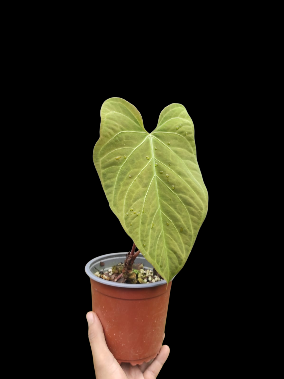 Anthurium sp. "Tarapoto Green Velvet" Wild ecotype (EXACT PLANT)