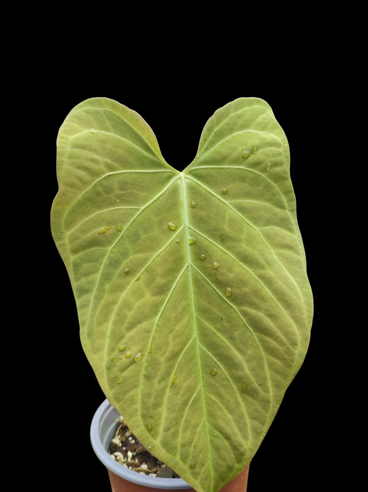 Anthurium sp. "Tarapoto Green Velvet" Wild ecotype (EXACT PLANT)