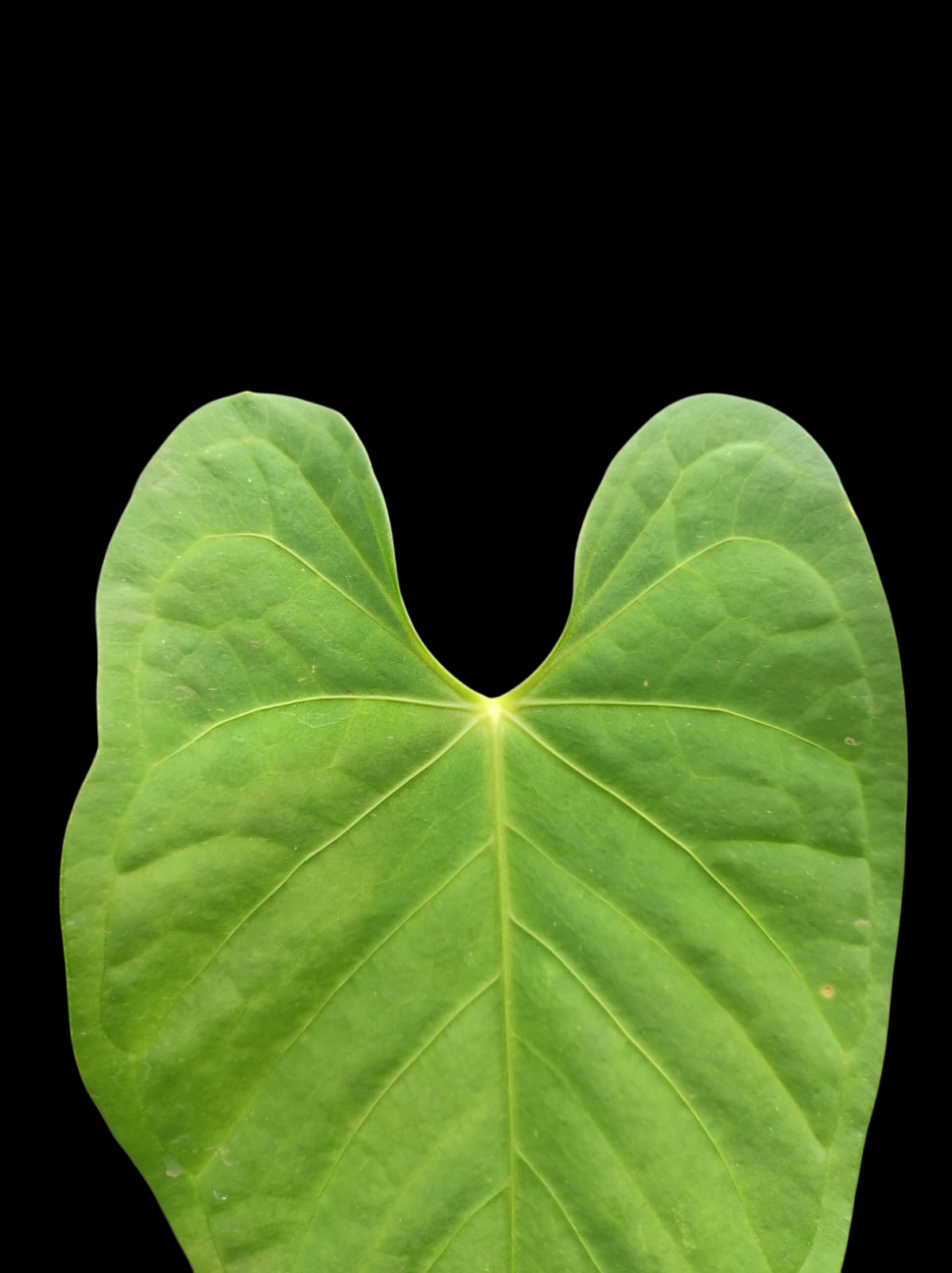 Anthurium sp. 'Tarapoto Velvet' Wild Ecotype (EXACT PLANT)