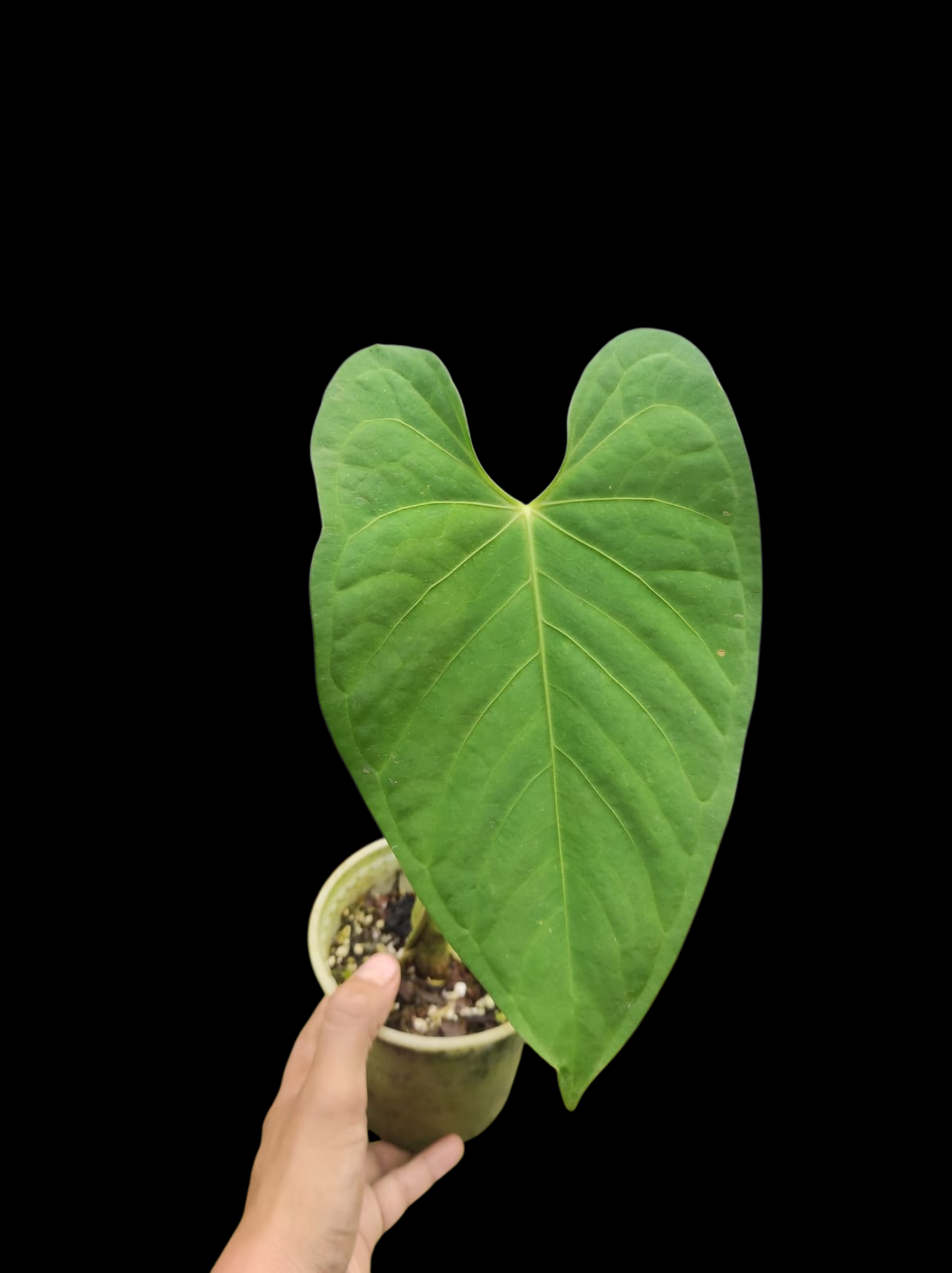 Anthurium sp. 'Tarapoto Velvet' Wild Ecotype (EXACT PLANT)