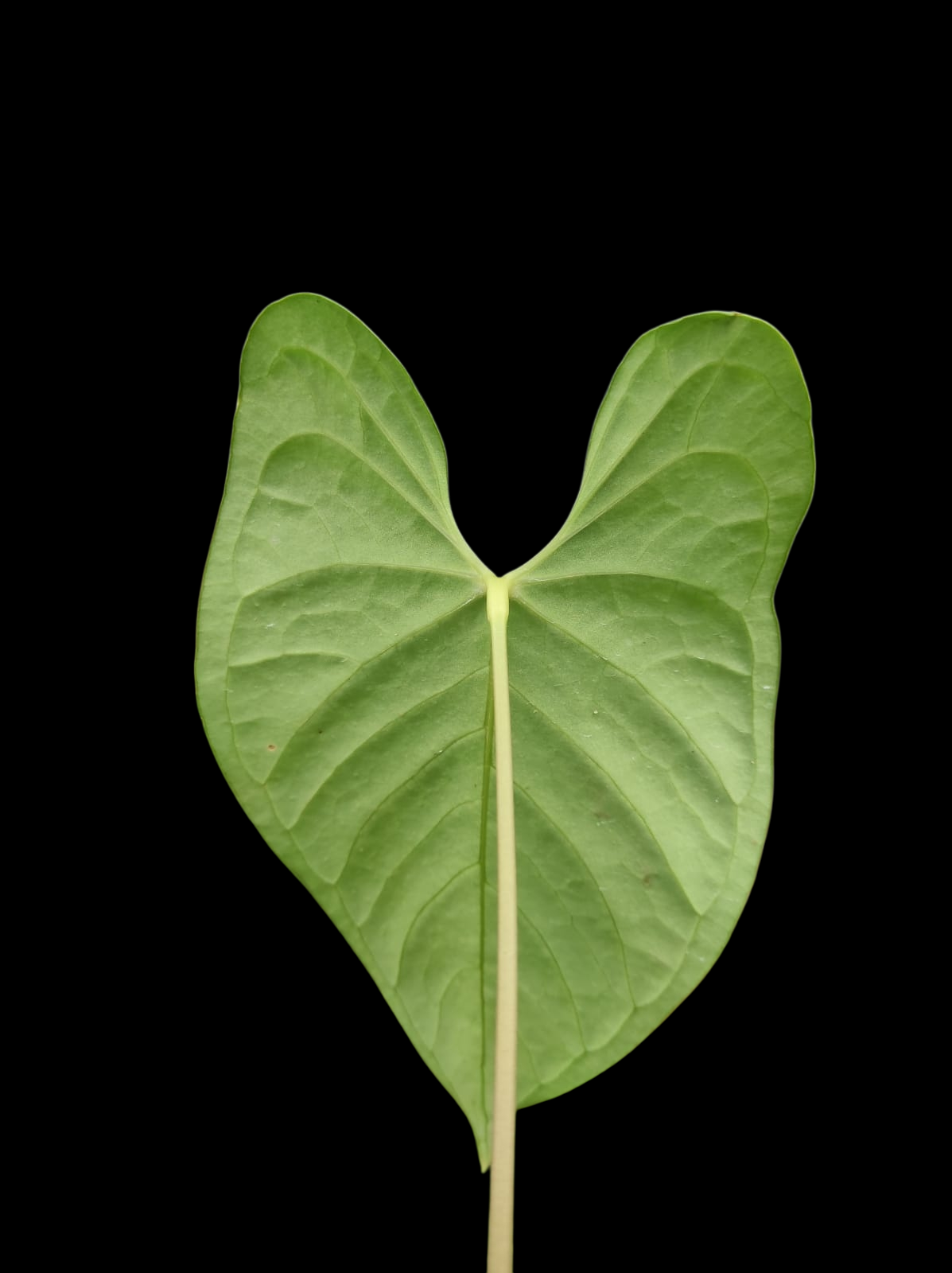 Anthurium sp. 'Tarapoto Velvet' Wild Ecotype (EXACT PLANT)